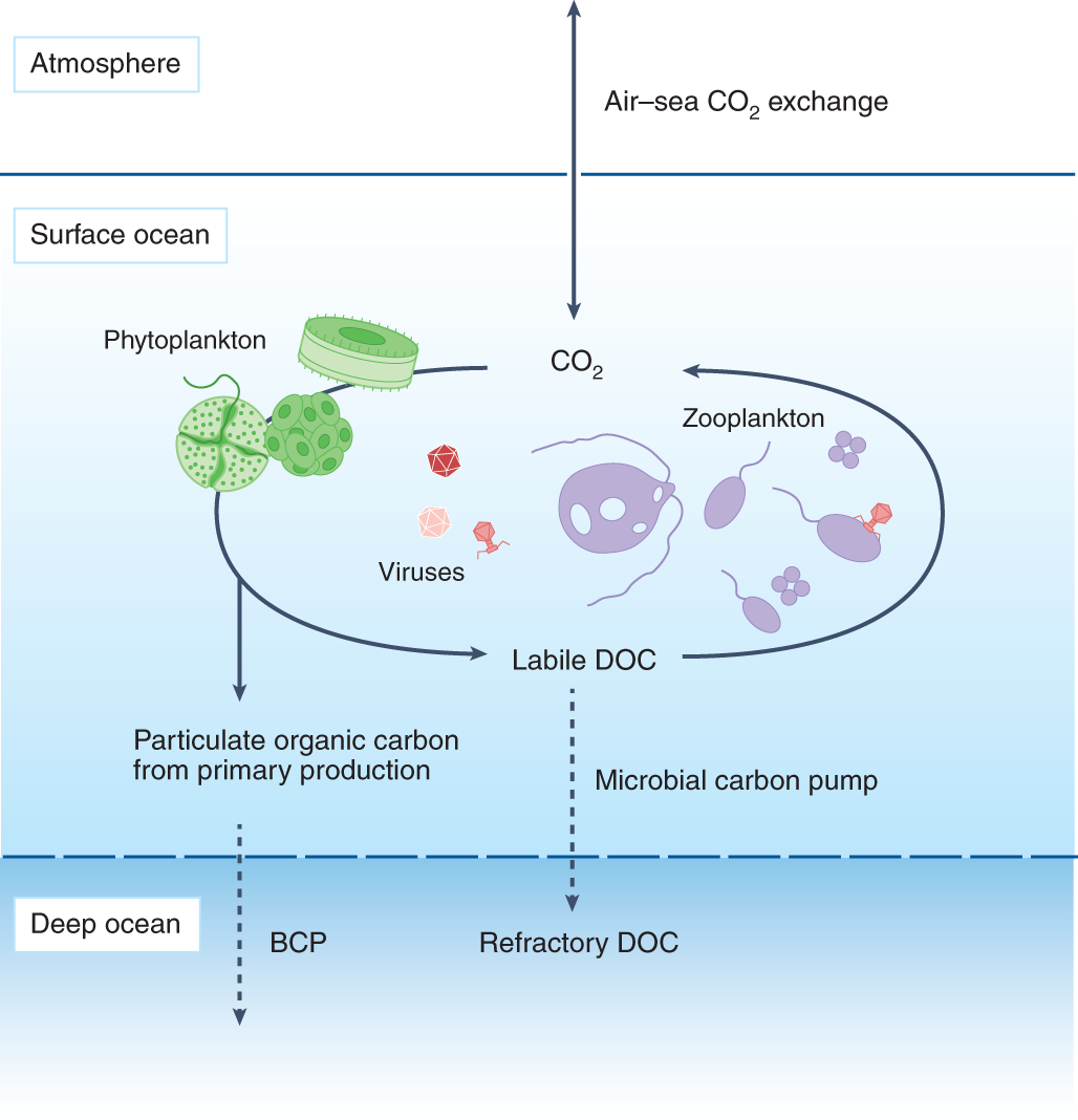 Microbial metabolites in the marine carbon cycle Nature Microbiology