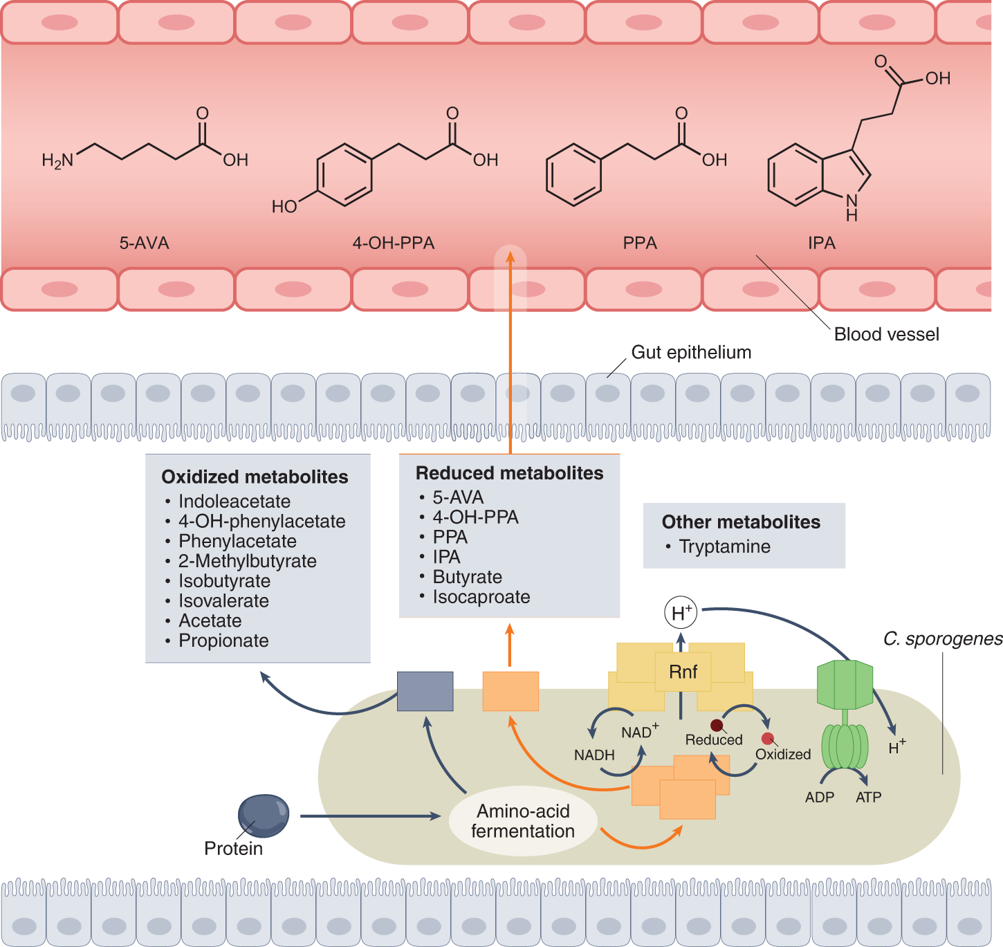 Stickland metabolism in the gut | Nature Microbiology
