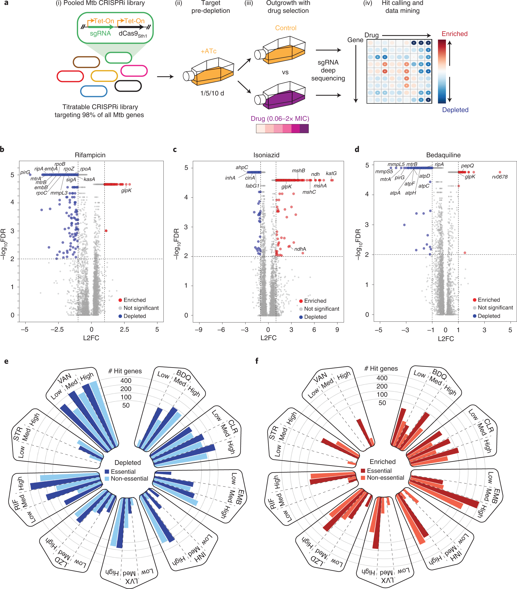 CRISPRi chemical genetics and comparative genomics identify genes mediating  drug potency in Mycobacterium tuberculosis | Nature Microbiology