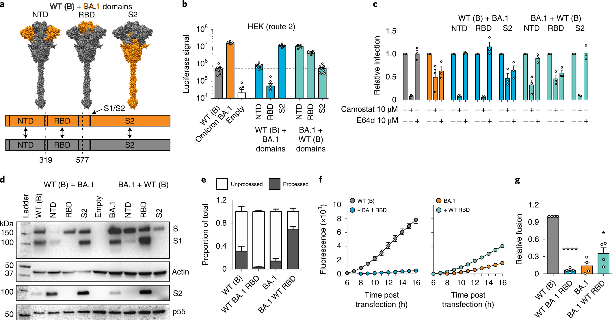 Fig. 6: Determinants of Omicron spike biology.