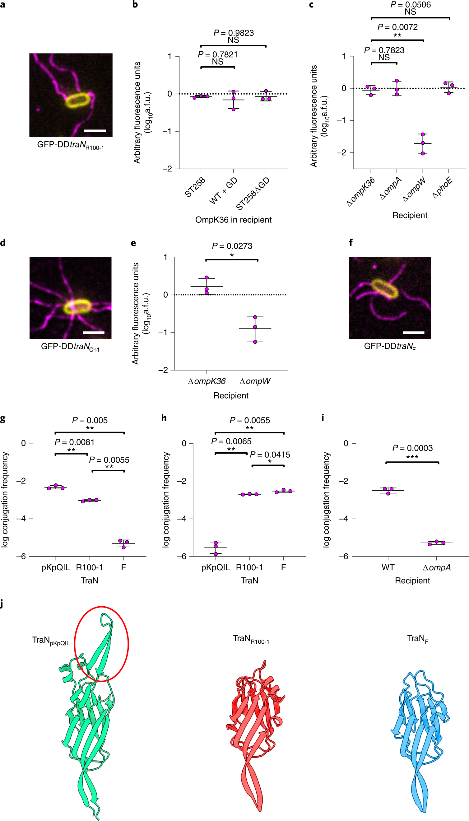 Fig. 2: Structural differences in TraN mediate specificity for recipient OM receptors.