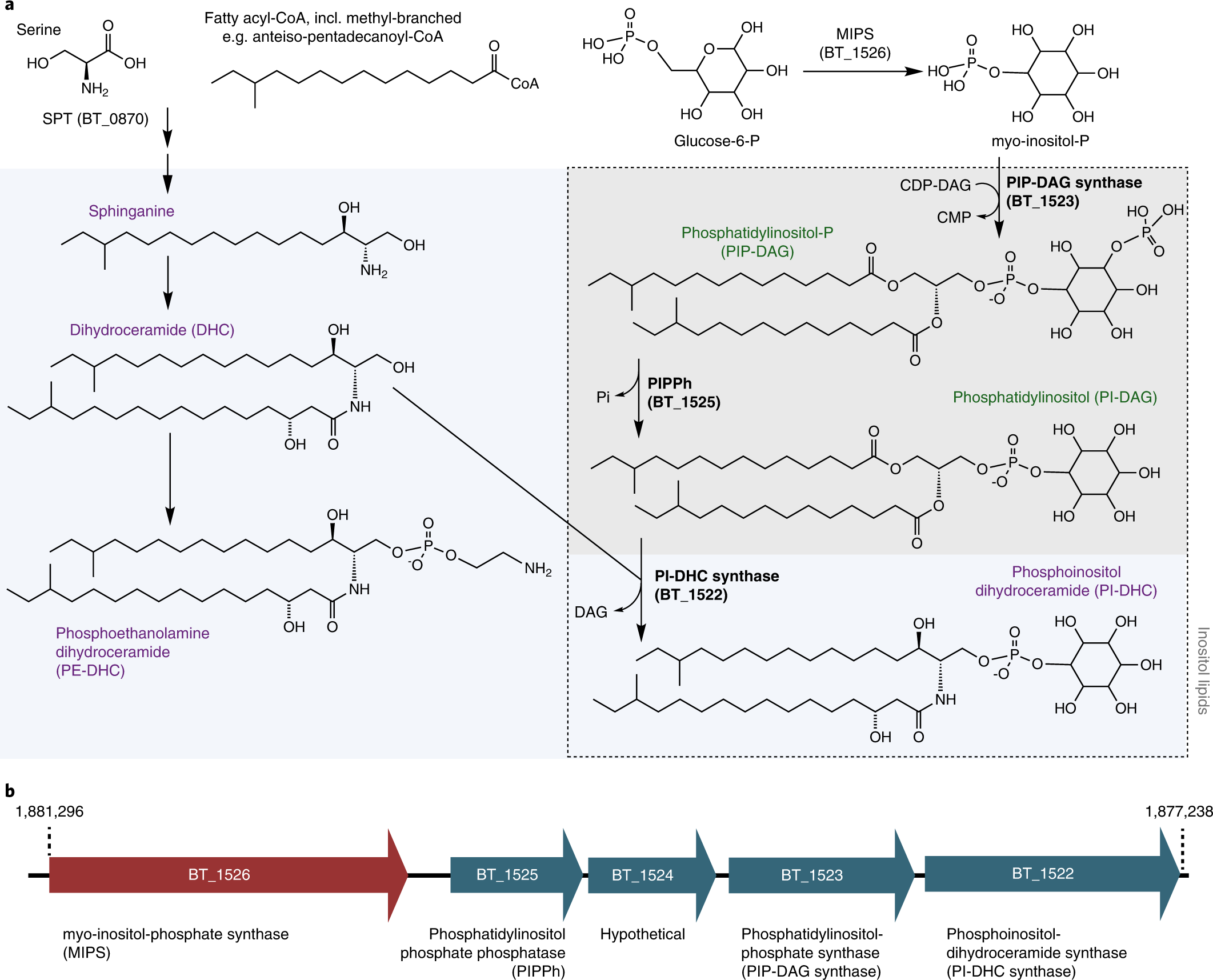 Characterization of inositol lipid metabolism in gut-associated  Bacteroidetes | Nature Microbiology