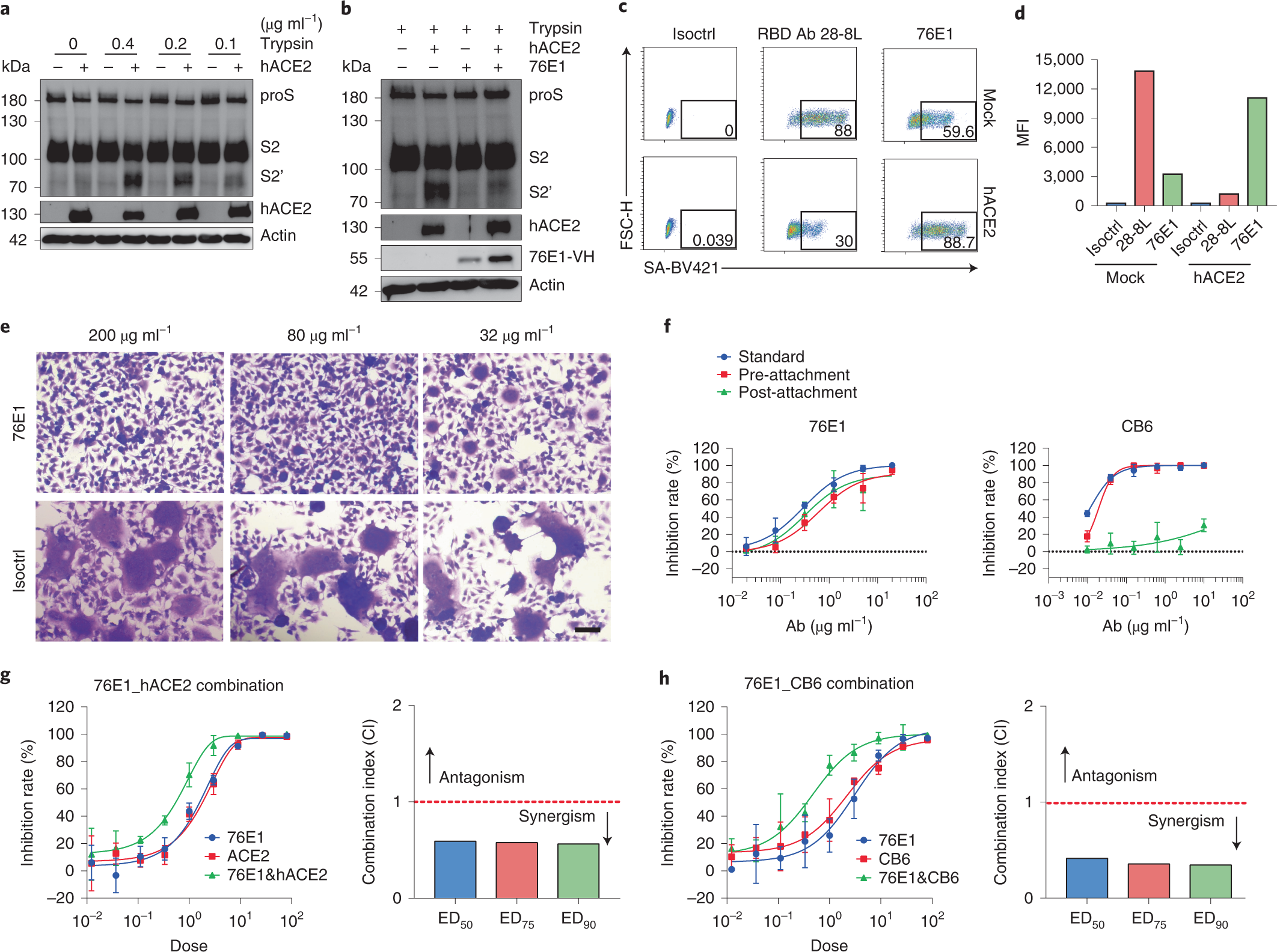 Fig. 4: Receptor binding to hACE2 facilitates the function of 76E1.