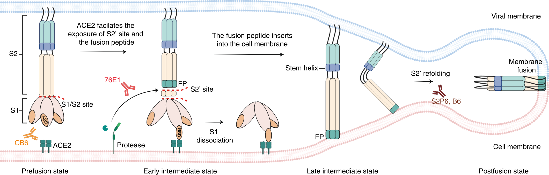 Fig. 5: Proposed model for 76E1 neutralization of SARS-CoV-2.