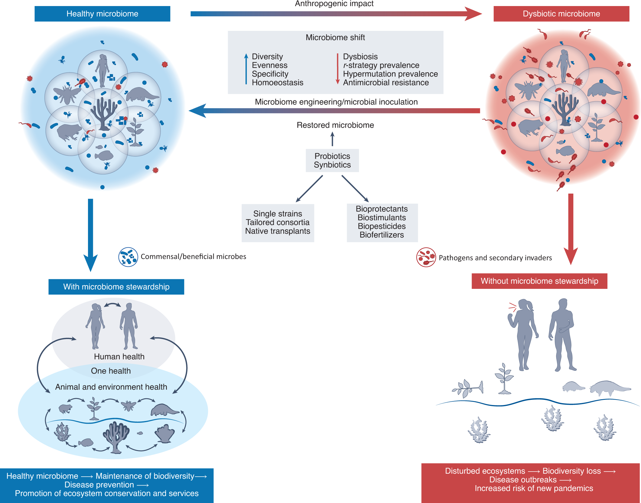 Into the Wild: Animal Microbiomes in Conservation