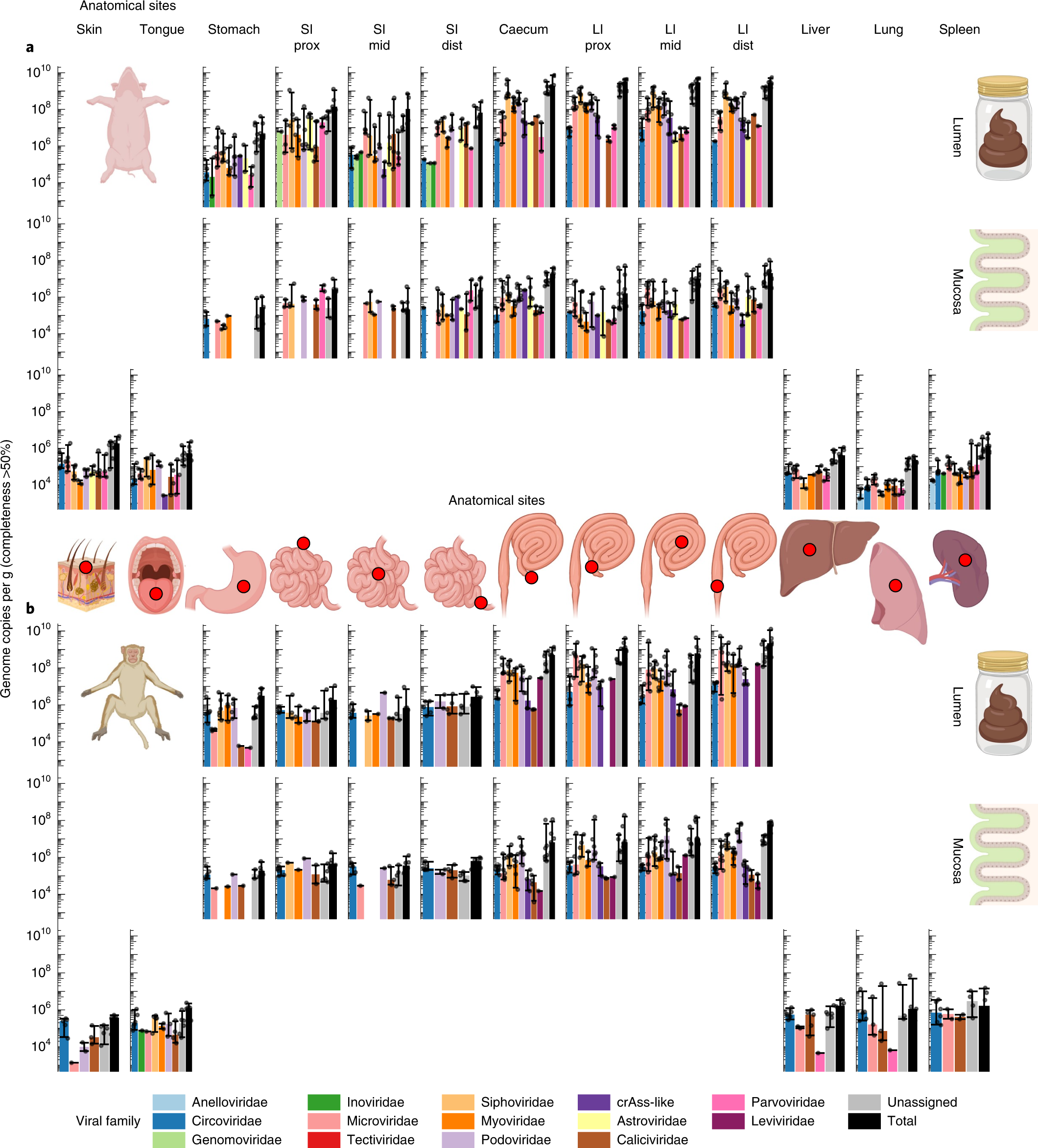 Viral biogeography of the mammalian gut and parenchymal organs | Nature  Microbiology