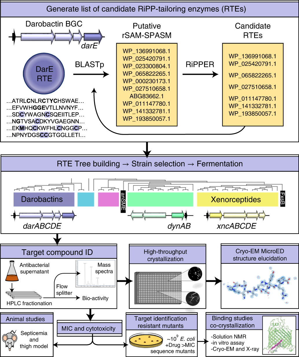 Computational identification of a systemic antibiotic for Gram 