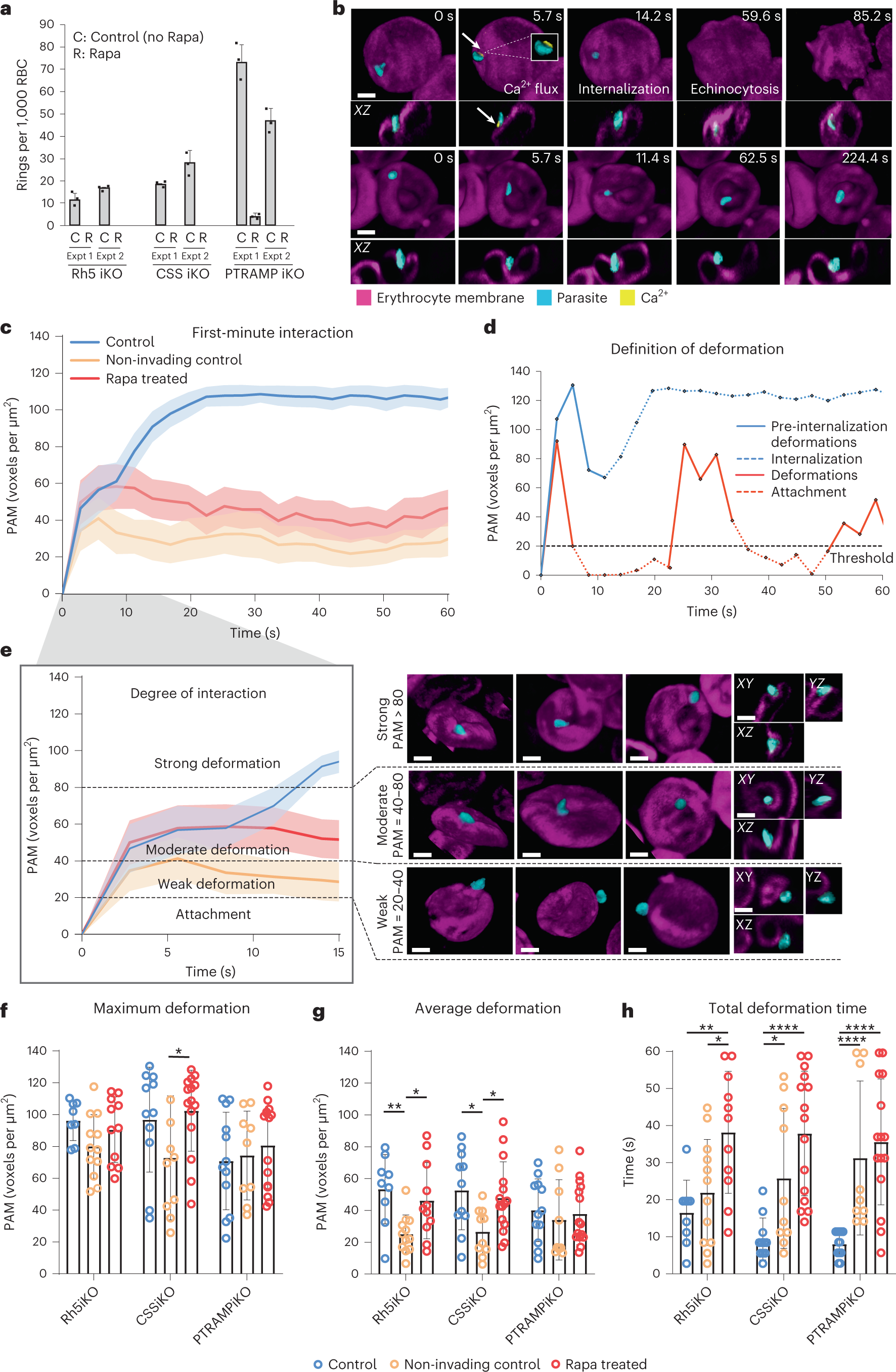 Fig. 2: Conditional knockout of PfRh5, PfPTRAMP and PfCSS shows their function was essential for invasion of human erythrocytes by P. falciparum merozoites.