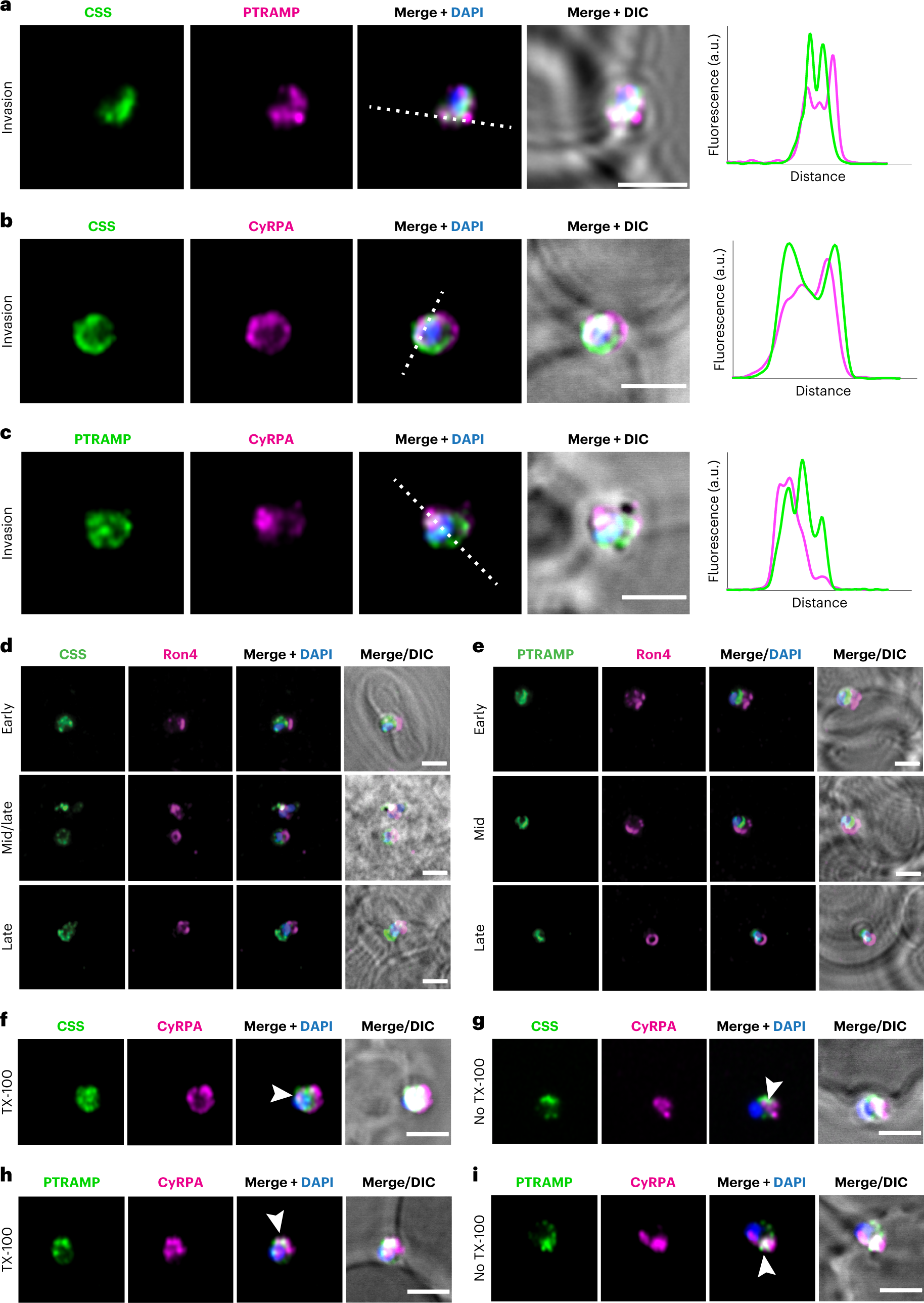 Fig. 3: PfCSS and PfPTRAMP co-localize with each other and with CyRPA during invasion.