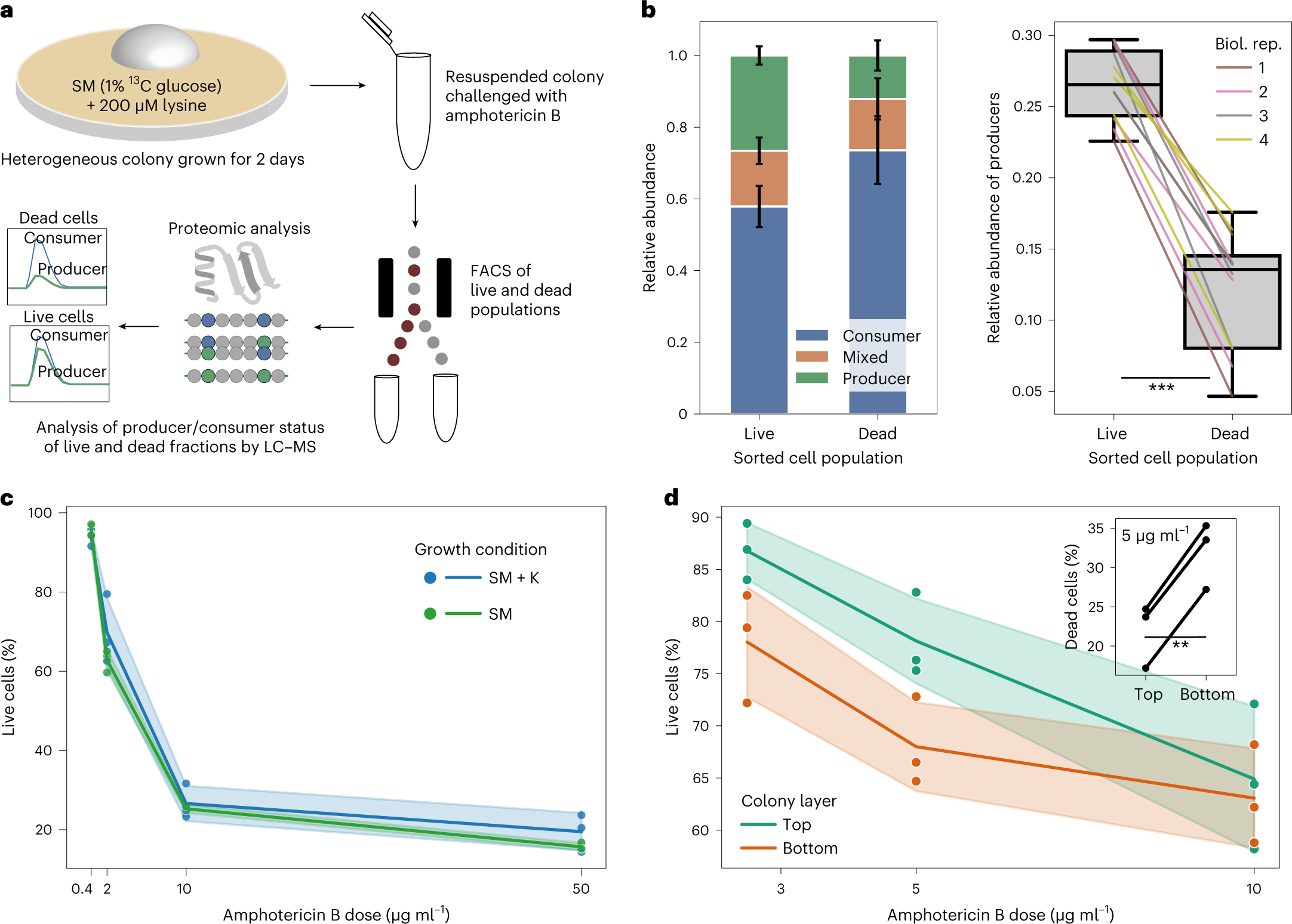 Fig. 4: FACS and proteomics link producer/consumer status to an antimicrobial resistance phenotype.