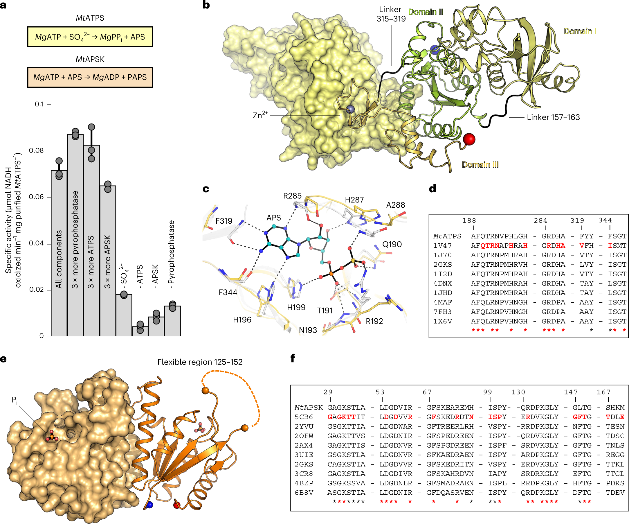 Fig. 2: MtATPS and MtAPSK catalyse the first steps of the 
                        
                          
                        
                        $${\mathbf{SO}}_{\mathbf{4}}^{{\mathbf{2-}}}$$
                        
                          
                            
                              SO
                            
                            
                              4
                            
                            
                              2-
                            
                          
                        
                       reduction pathway.