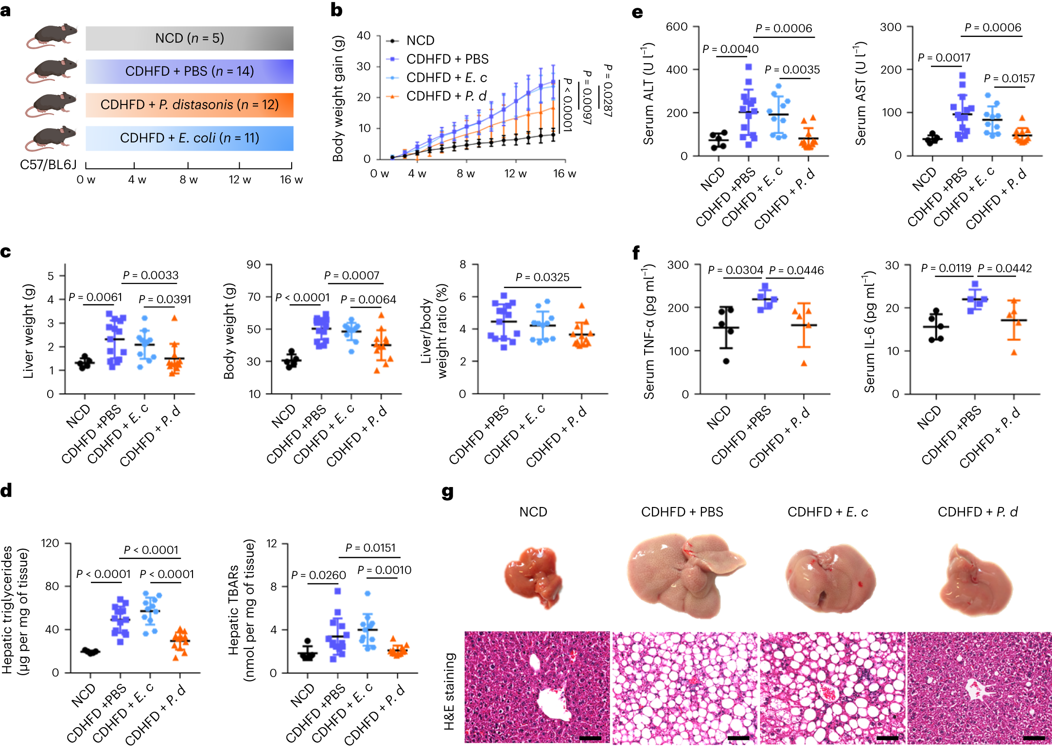 Fig. 3: P. distasonis ameliorated CDHFD-induced NASH in mice.