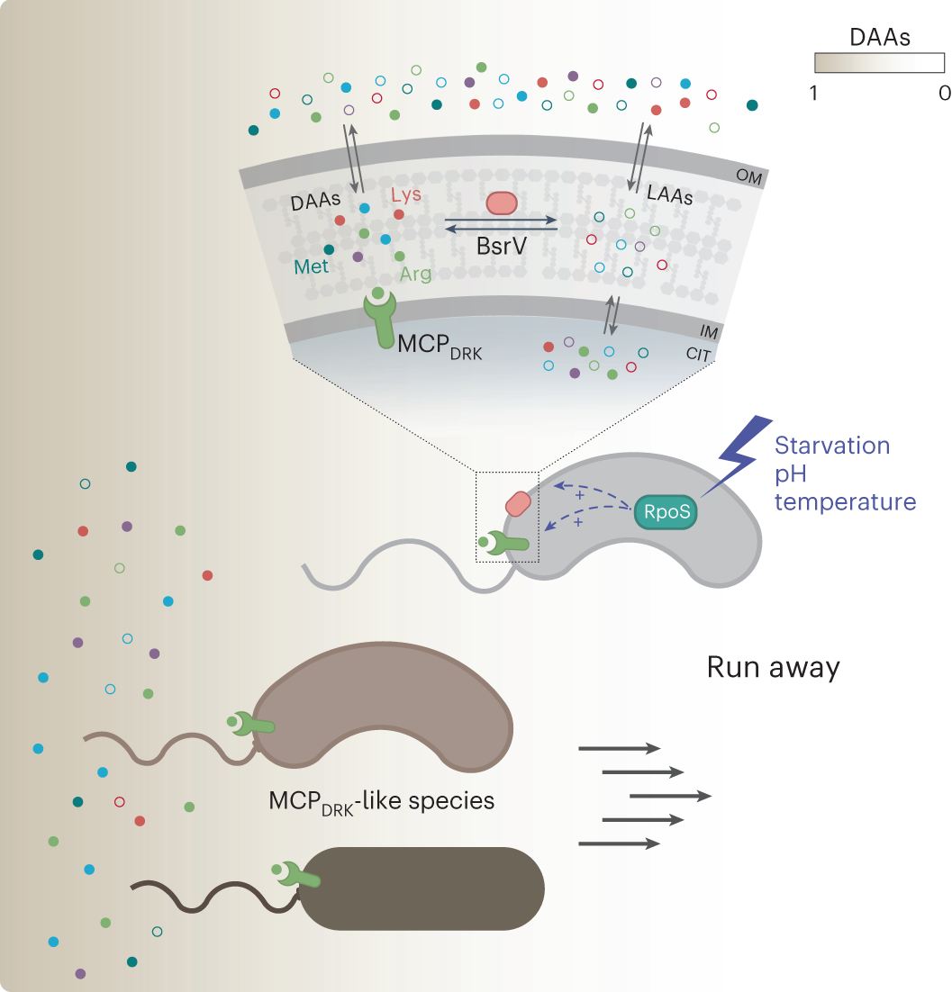 Fig. 5: Model of MCPDRK-dependent chemotactic response to d-amino acids.