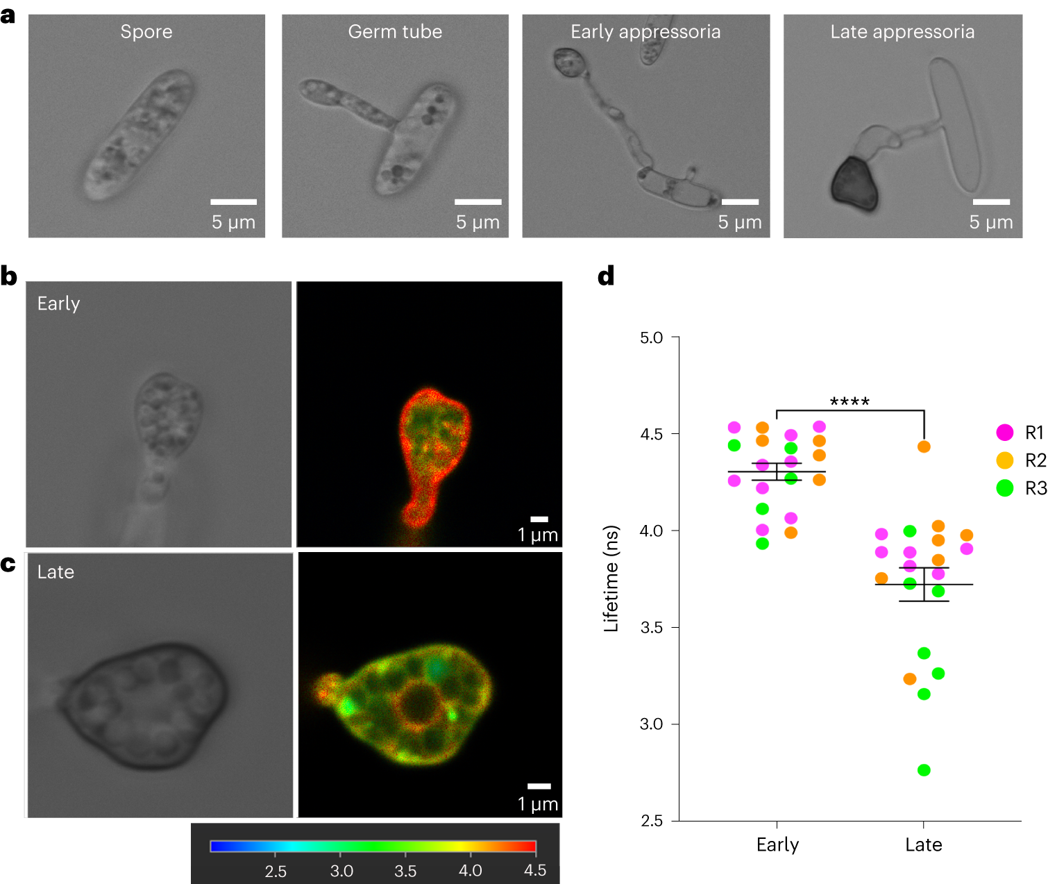 Fig. 2: Mechanosensor N+-BDP reveals variations in membrane tension of appressoria of the anthracnose pathogen C. higginsianum.