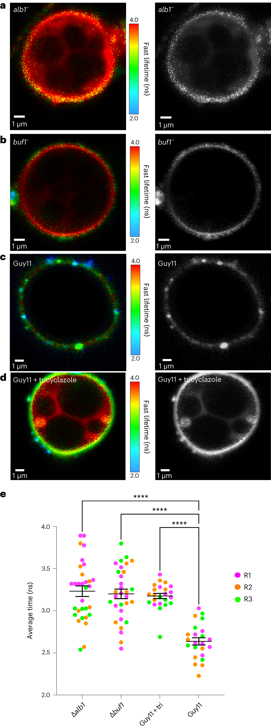 Fig. 3: The N+-BDP mechanosensor provides direct evidence for melanin-dependent appressorium turgor generation in M. oryzae.