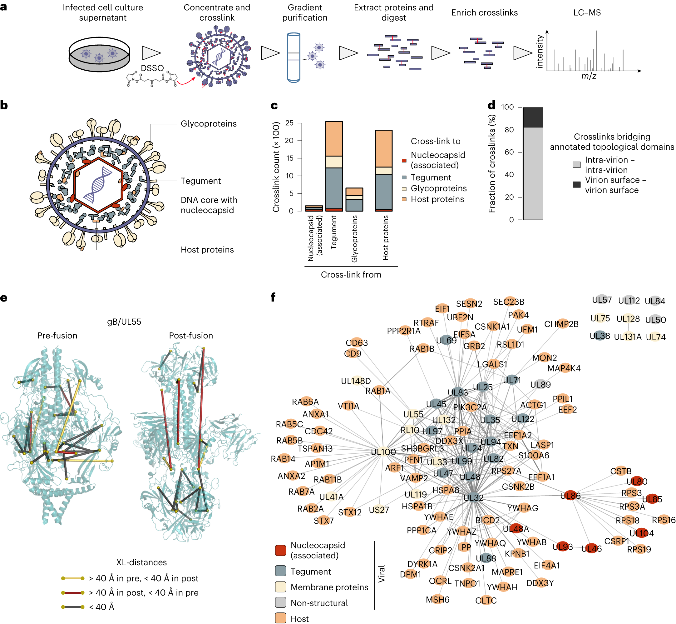 Spatially resolved protein map of intact human cytomegalovirus virions