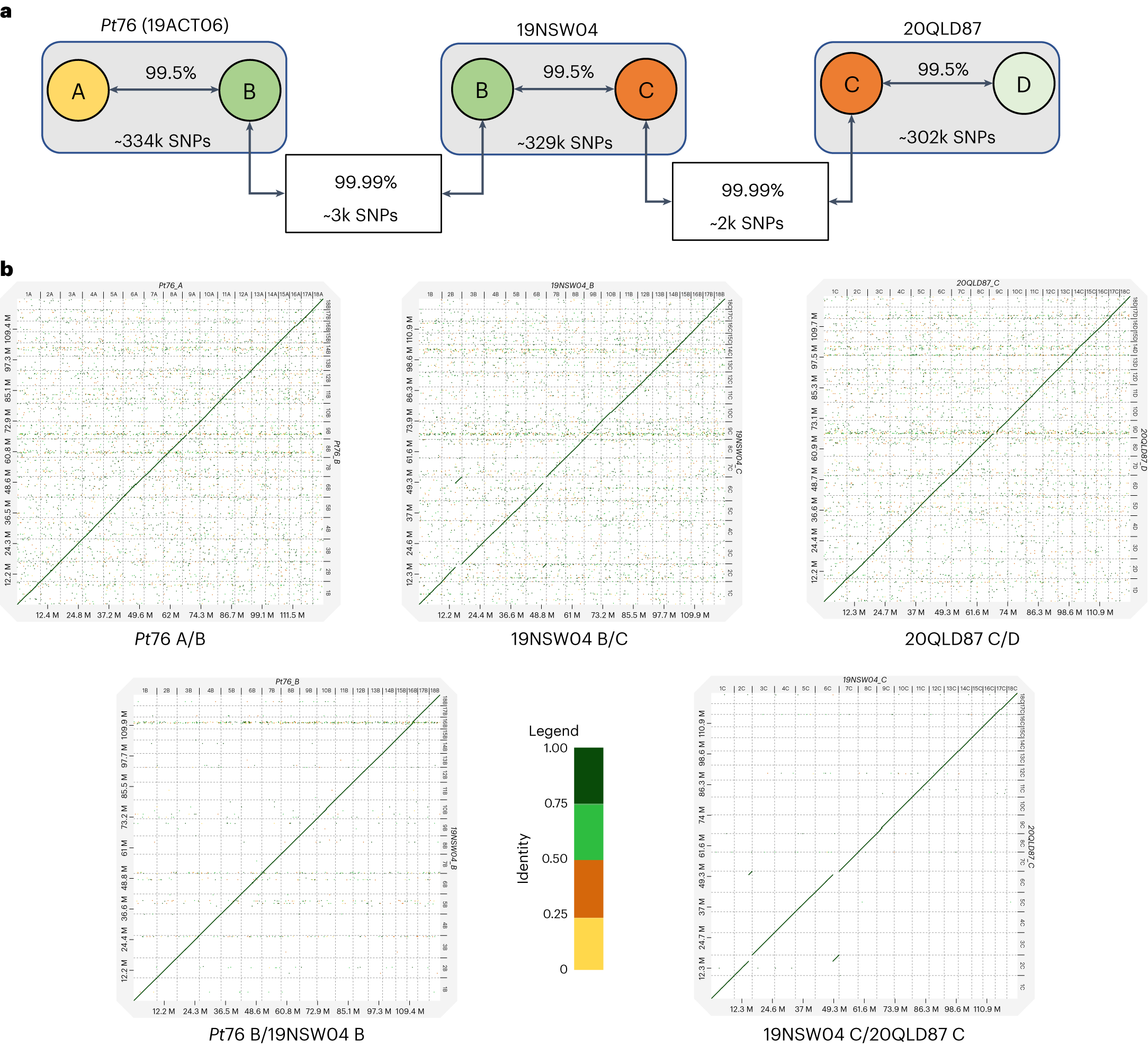 Fig. 2: Pt76 (19ACT06) and 19NSW04 share a near-identical copy of haplotype B, and 19NSW04 and 20QLD87 share a near-identical copy of haplotype C.