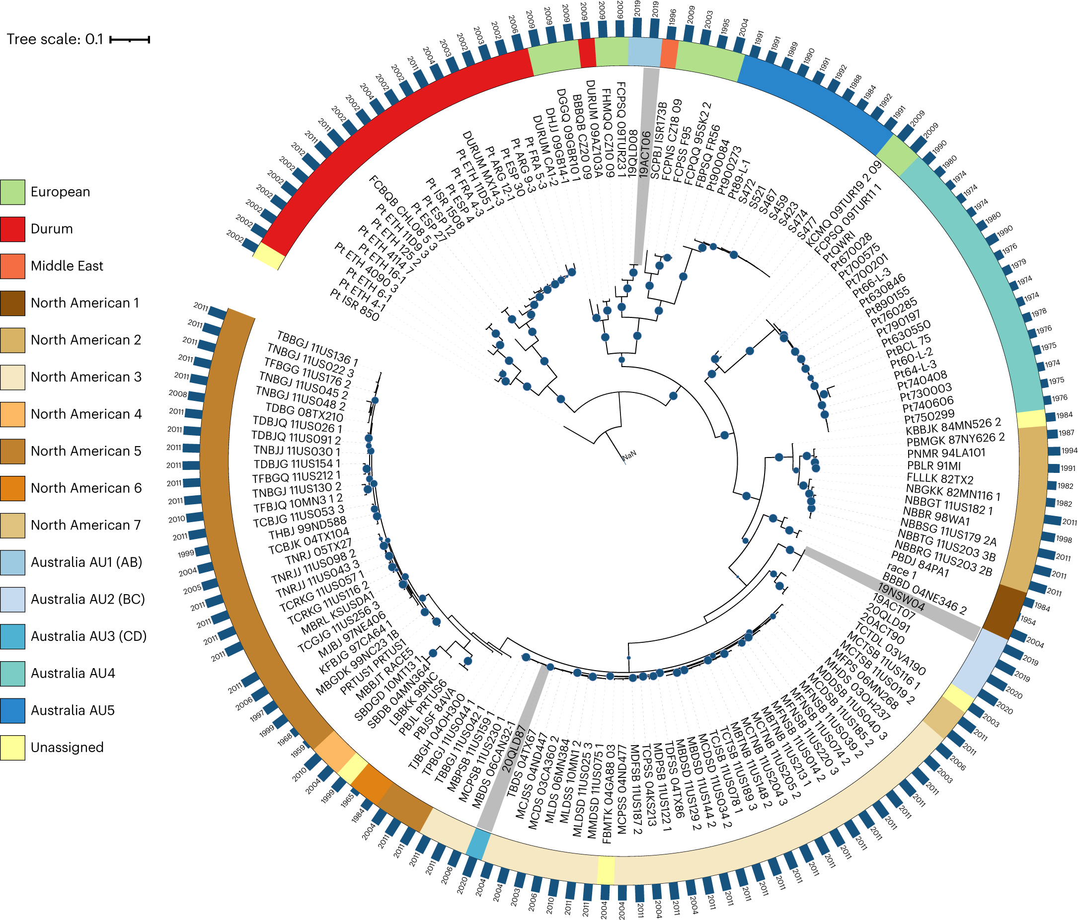 Fig. 3: Phylogenetic tree with the diploid genome of 19NSW04 (BC) as the reference.
