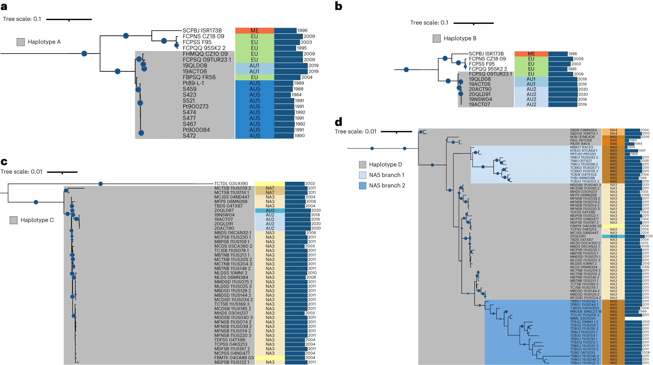 Fig. 4: Pruned phylogenetic trees of global Pt isolates against the individual A, B, C and D haplotypes.