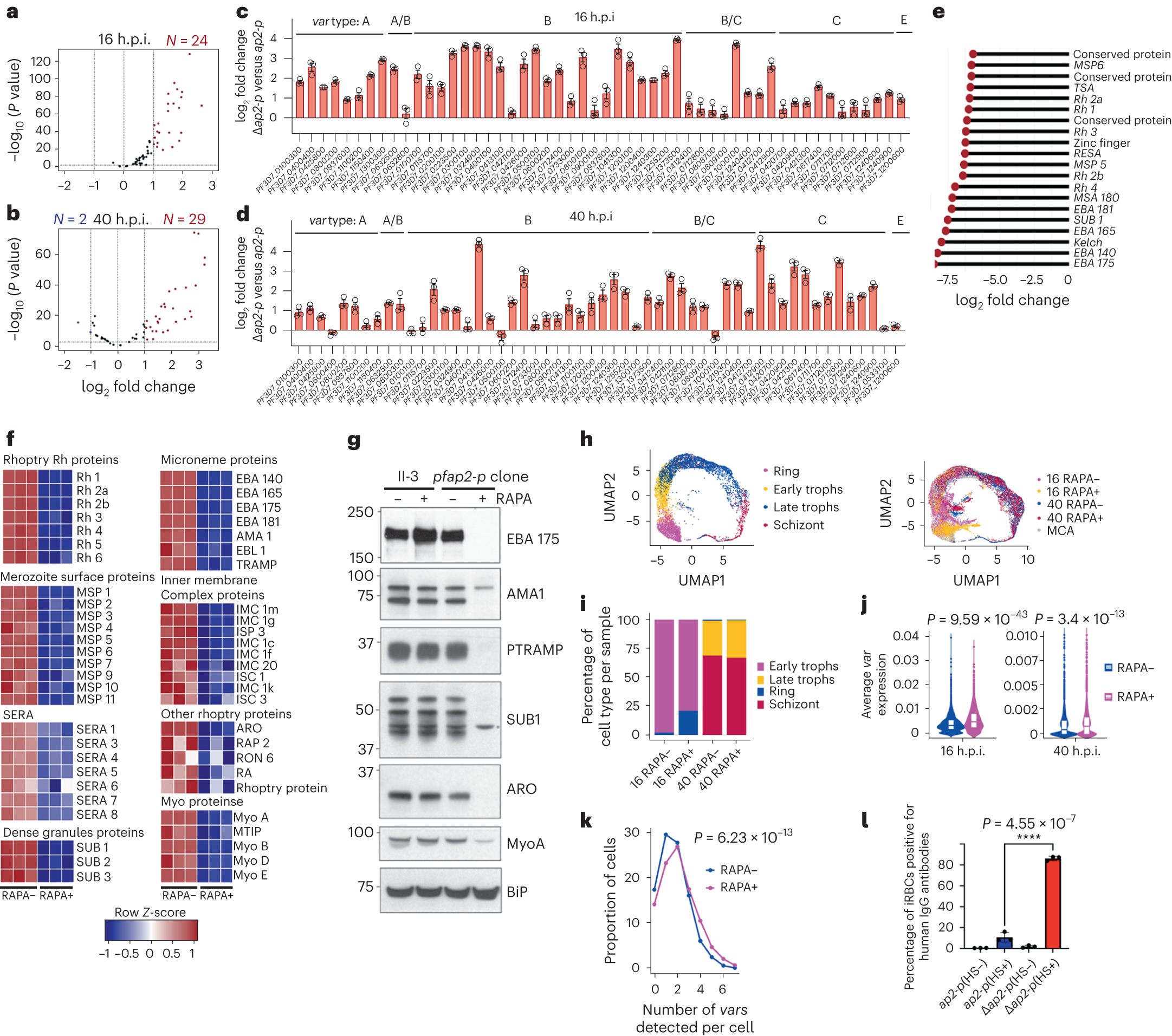 Fig. 2: PfAP2-P regulates most of the malaria pathogenesis-associated genes.