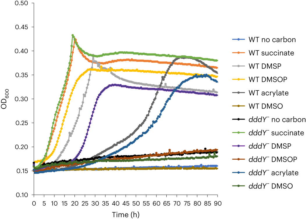 Fig. 3: Growth curve of A. faecalis WT and dddY− strains on succinate, DMSP, DMSOP, DMSO or acrylate as sole carbon source (2 mM).