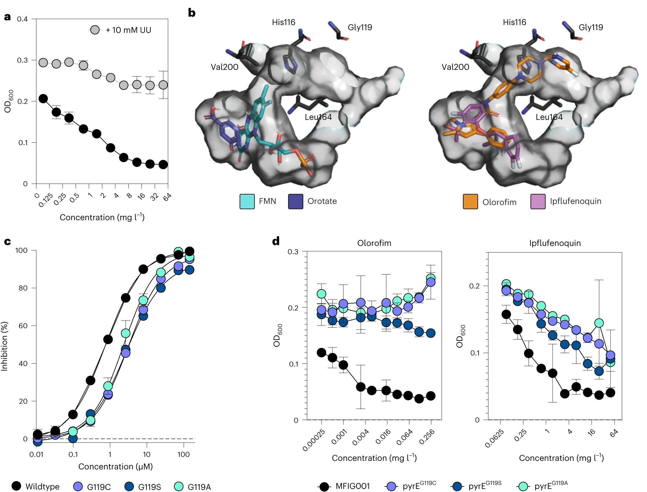 Fig. 1: Ipflufenoquin acts against DHODH.