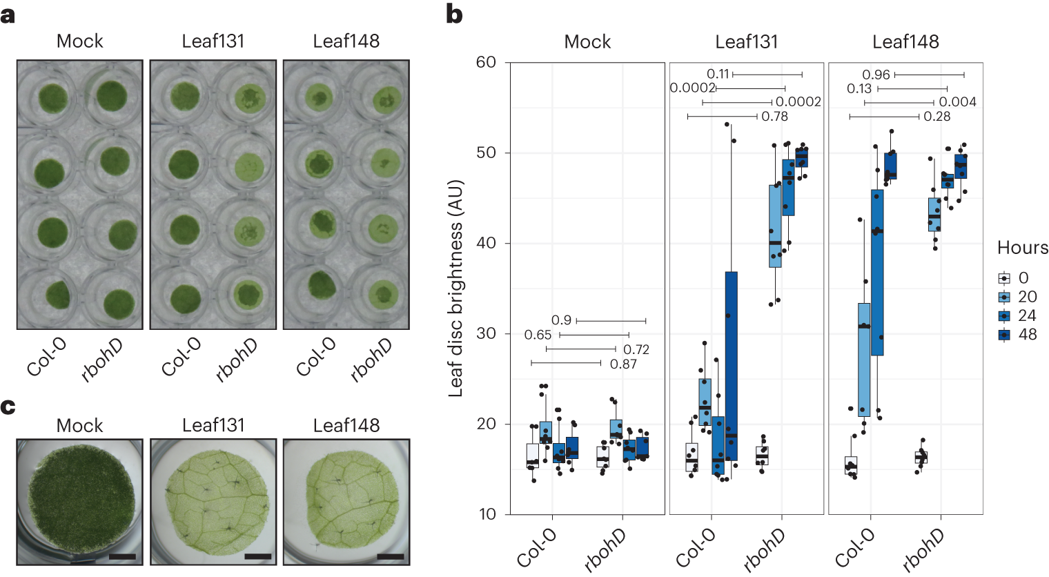 Fig. 2: Xanthomonas Leaf131 and Leaf148 degrade plant tissue.