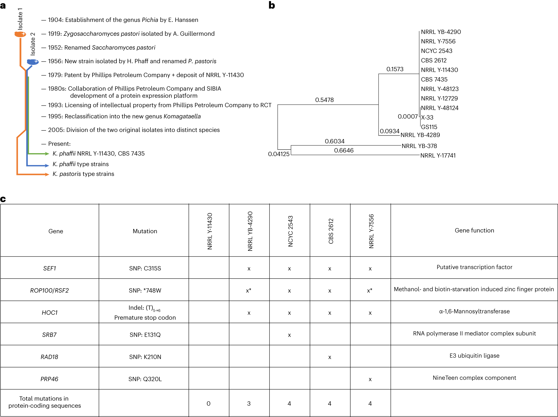 Fig. 1: Strain overview.