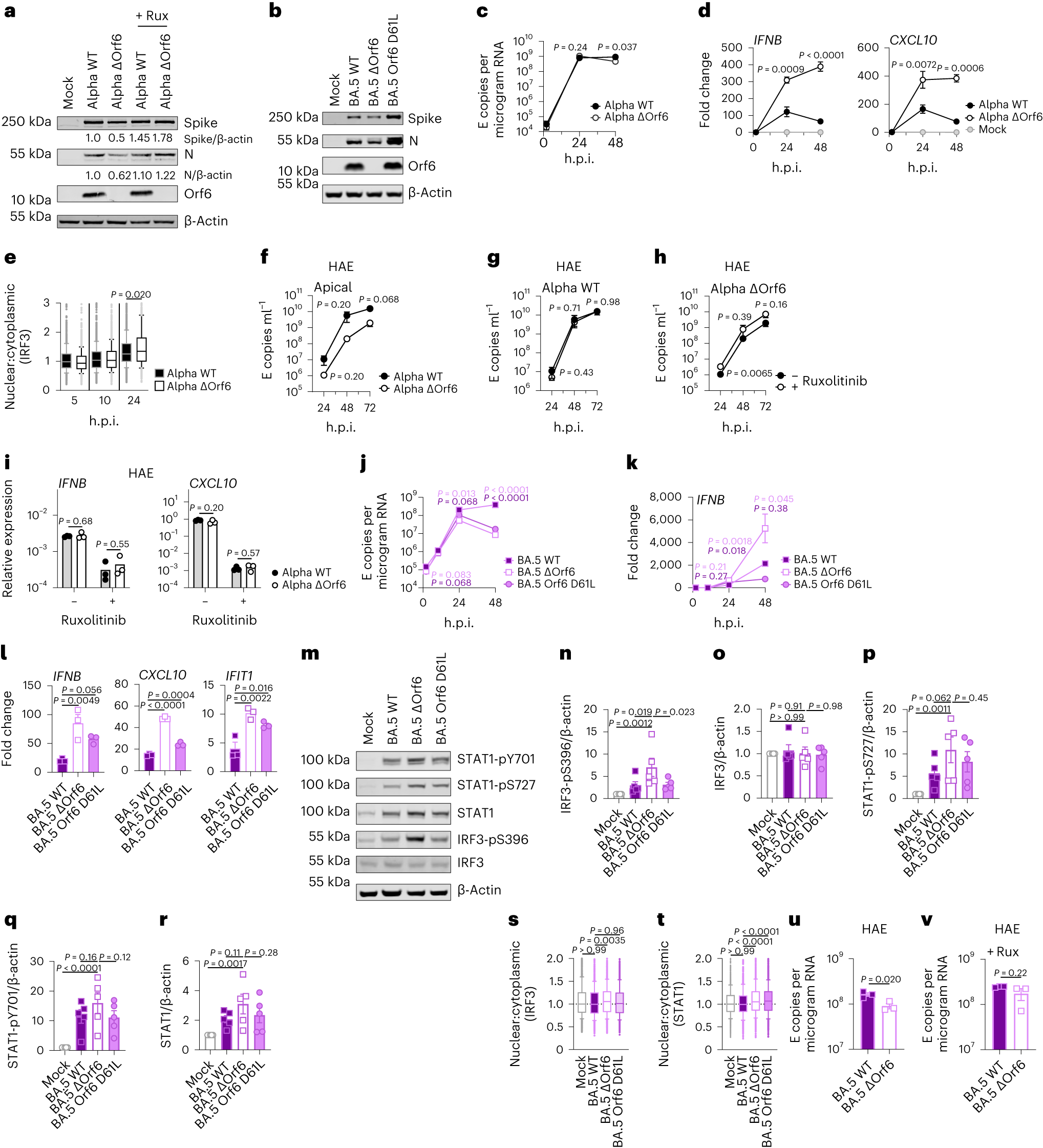 Fig. 3: Orf6 expression is a major determinant of enhanced innate immune antagonism by emerging VOCs.