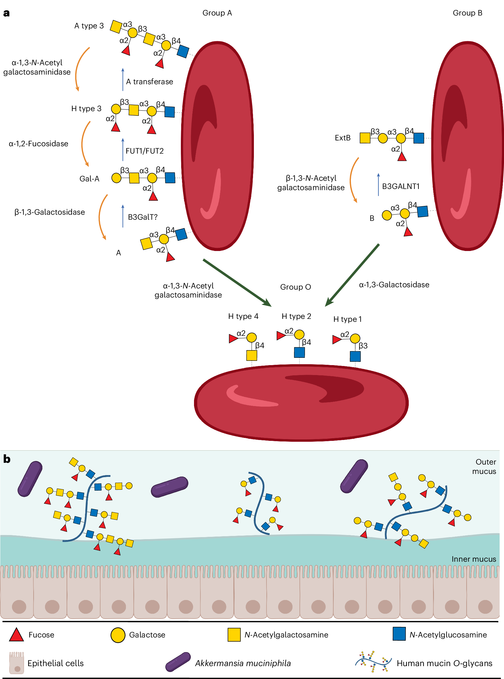 Akkermansia muciniphila exoglycosidases target extended blood 