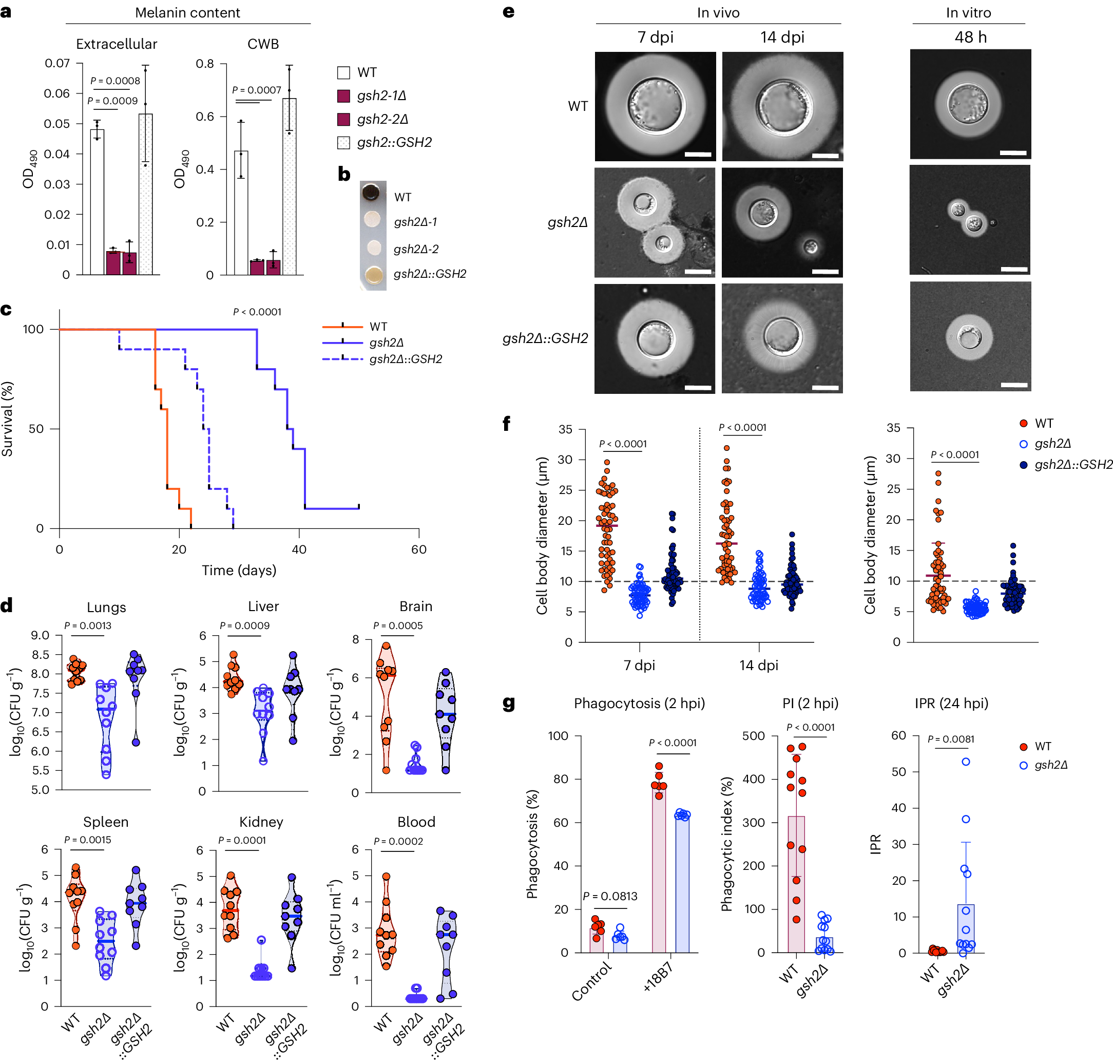 Glutathione-mediated redox regulation in Cryptococcus neoformans impacts  virulence | Nature Microbiology
