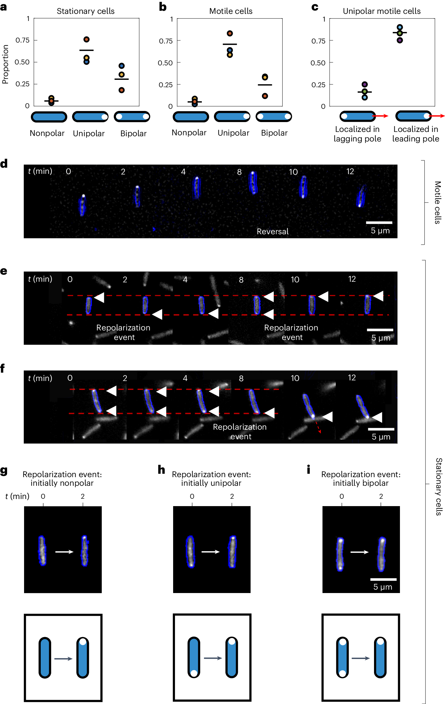 Fig. 3: PilT–YFP localizes to the leading pole of motile cells and can dynamically re-localize within the bodies of both motile and stationary cells, providing a means to infer chemotactic behaviour.