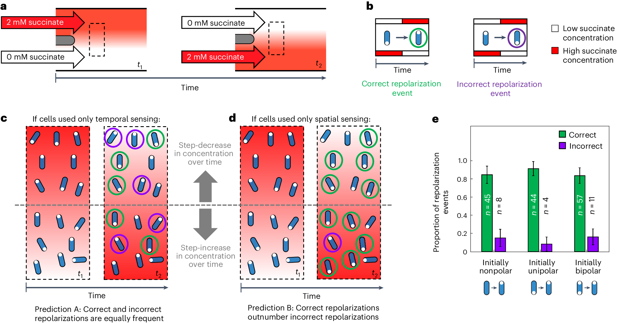 Fig. 4: Repolarization events in stationary cells exposed to an alternating succinate gradient preferentially re-localize PilT–YFP to the cell pole experiencing larger succinate concentrations, indicating that they are capable of spatial sensing.