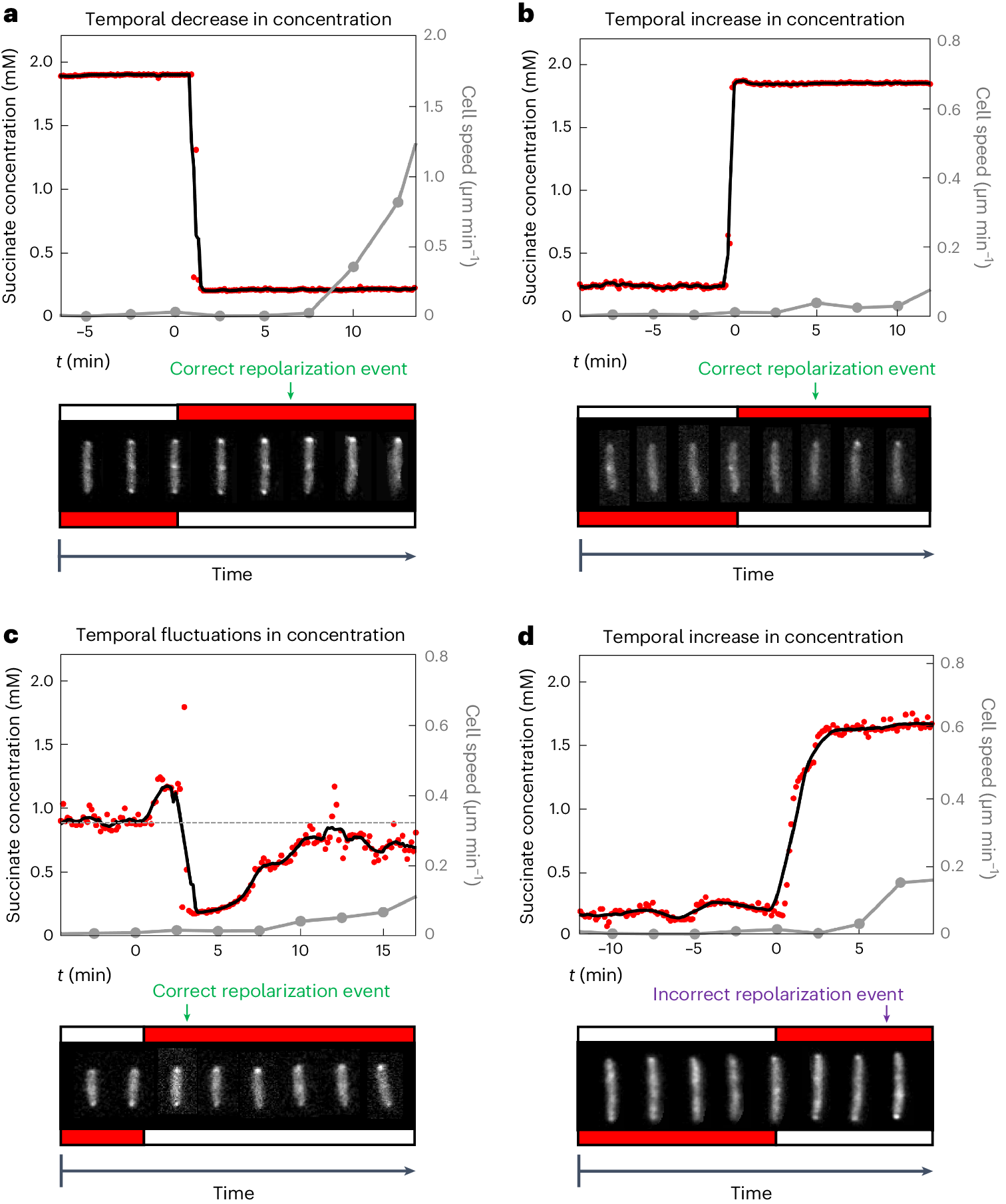Fig. 5: Stationary cells can sense changes in the orientation of a chemoattractant gradient, despite large temporal fluctuations in concentration.