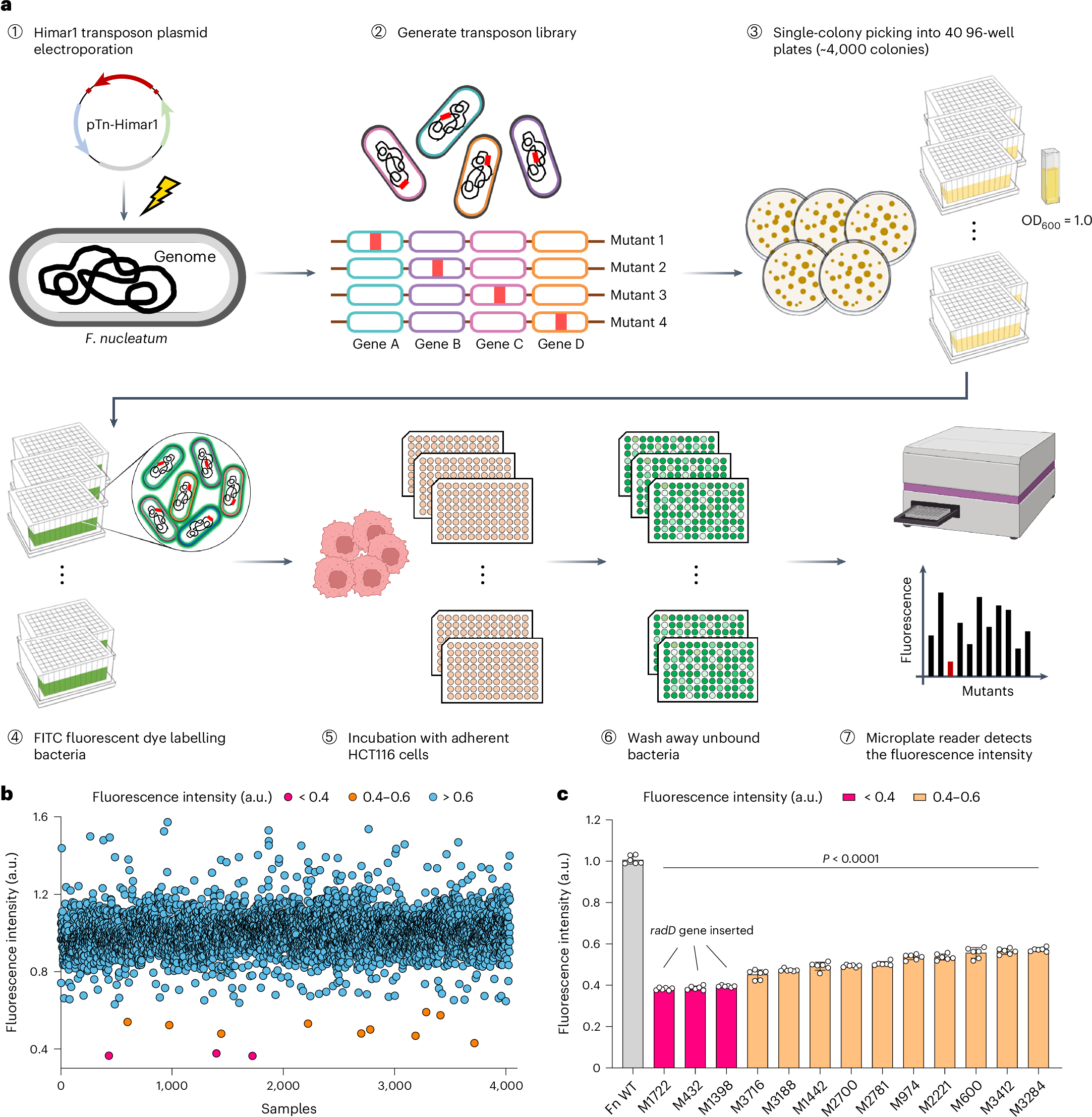 The adhesin RadD enhances Fusobacterium nucleatum tumour colonization and  colorectal carcinogenesis | Nature Microbiology