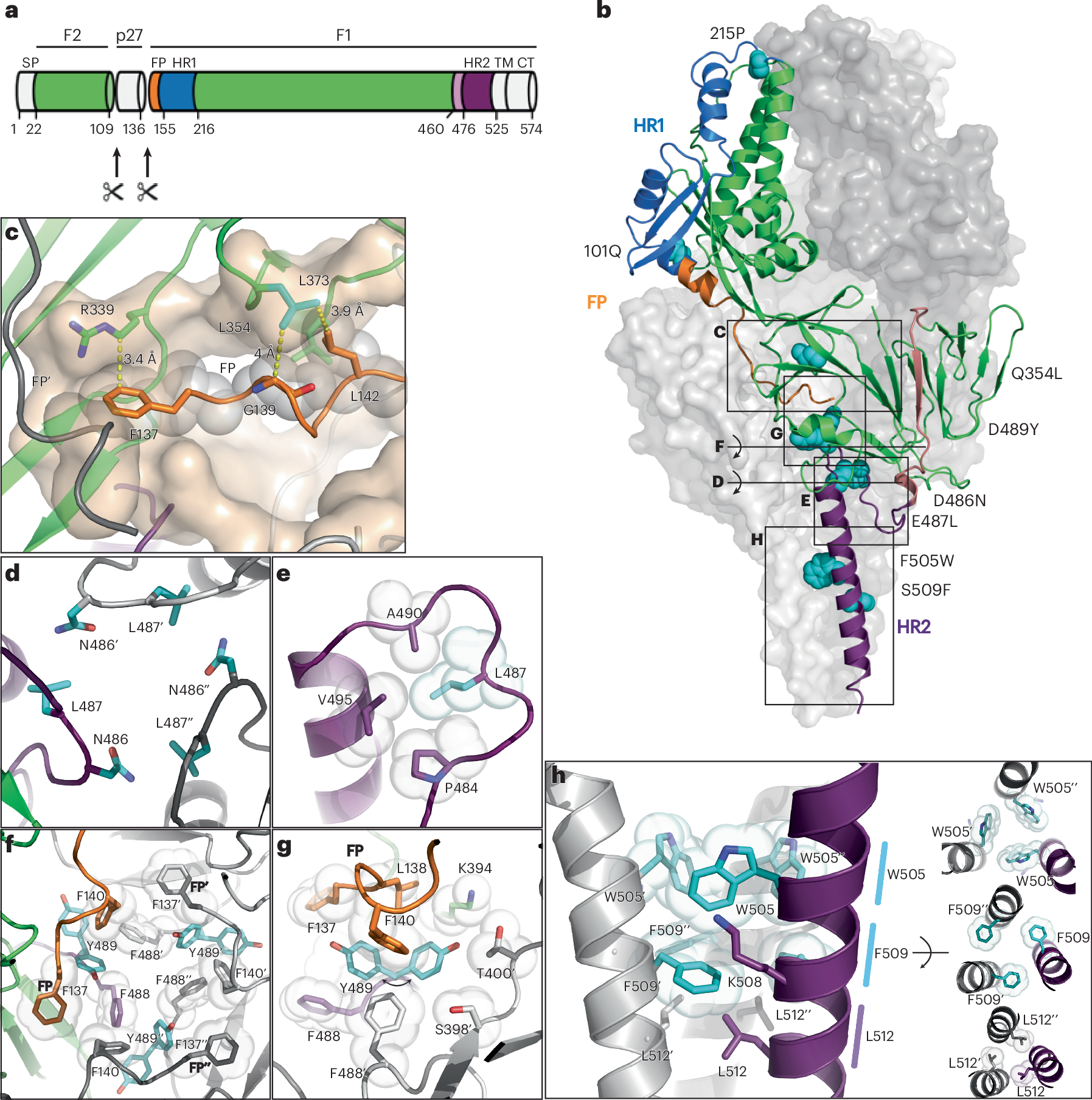 Fig. 5: Cryo-EM analysis of stabilized RSV-A preF-Δfoldon.