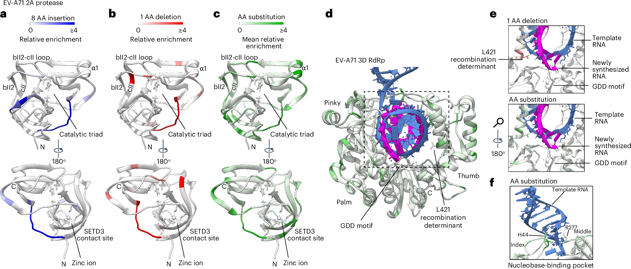 Fig. 4: Structural interpretation of InDel fitness effects for 2A(pro) and 3D(pol).
