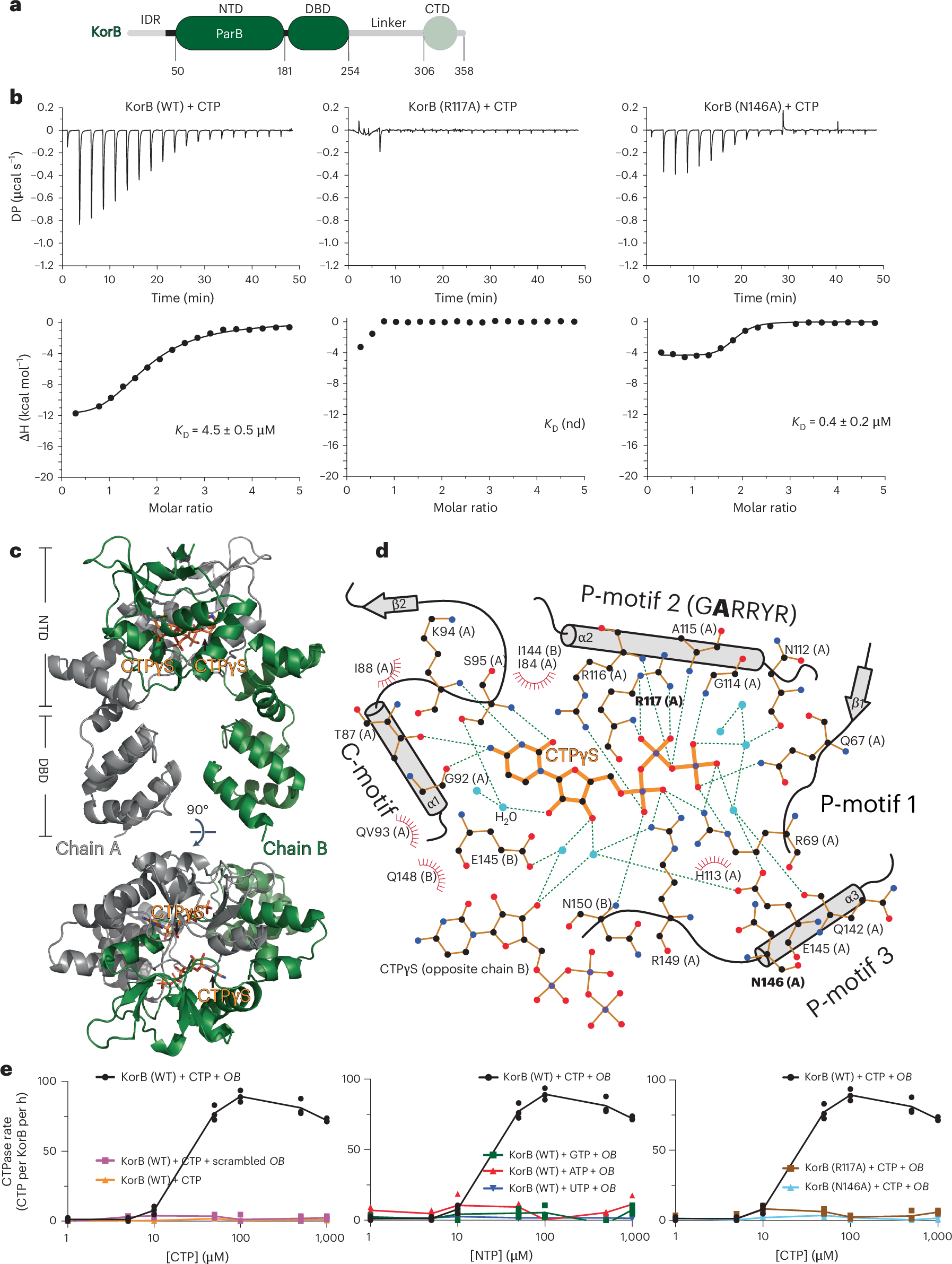 KorB switching from DNA-sliding clamp to repressor mediates long-range gene  silencing in a multi-drug resistance plasmid | Nature Microbiology
