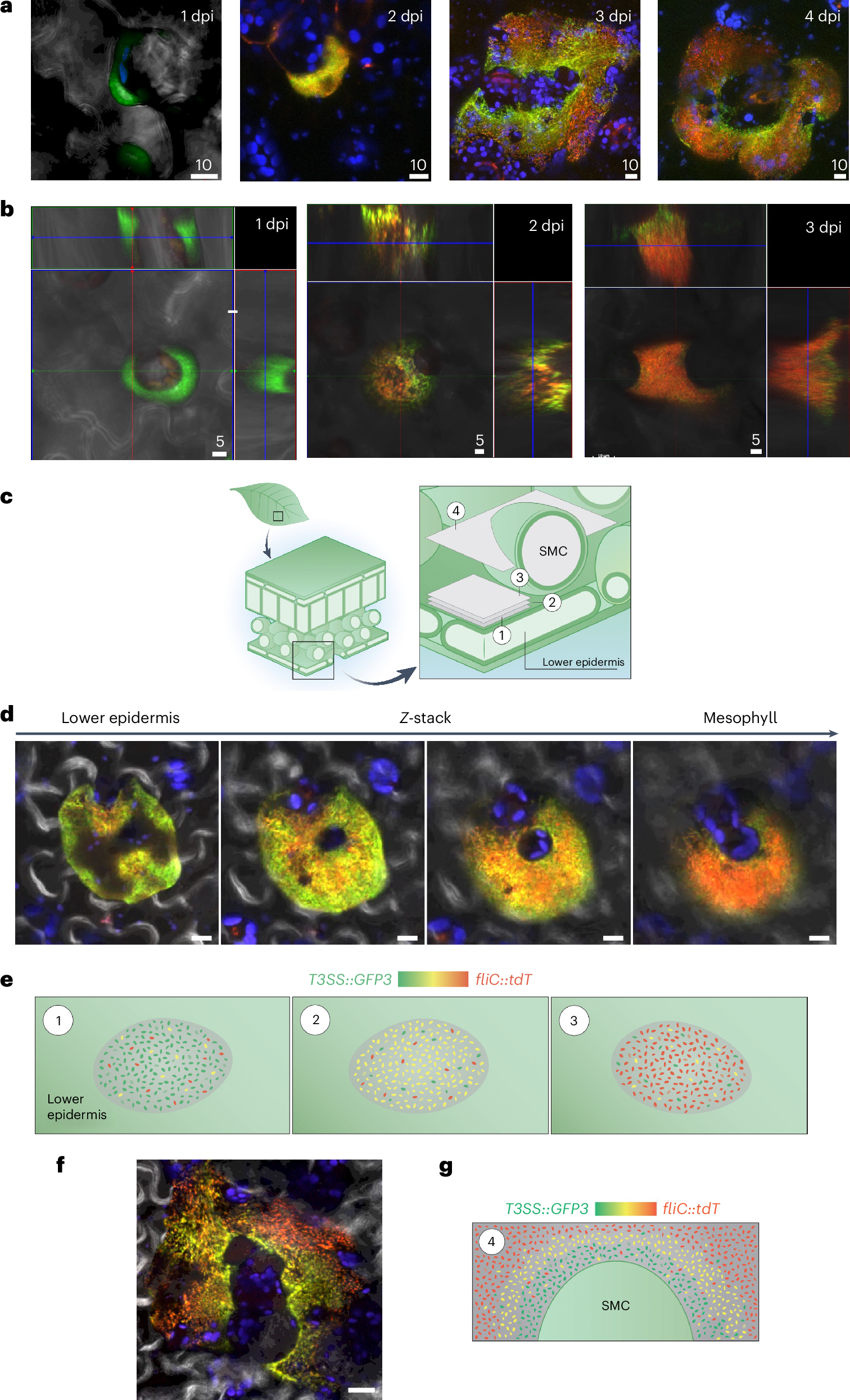 Fig. 4: Stochastic and spatially structured time-course distribution of flagellar and T3SS expression within apoplastic microcolonies.