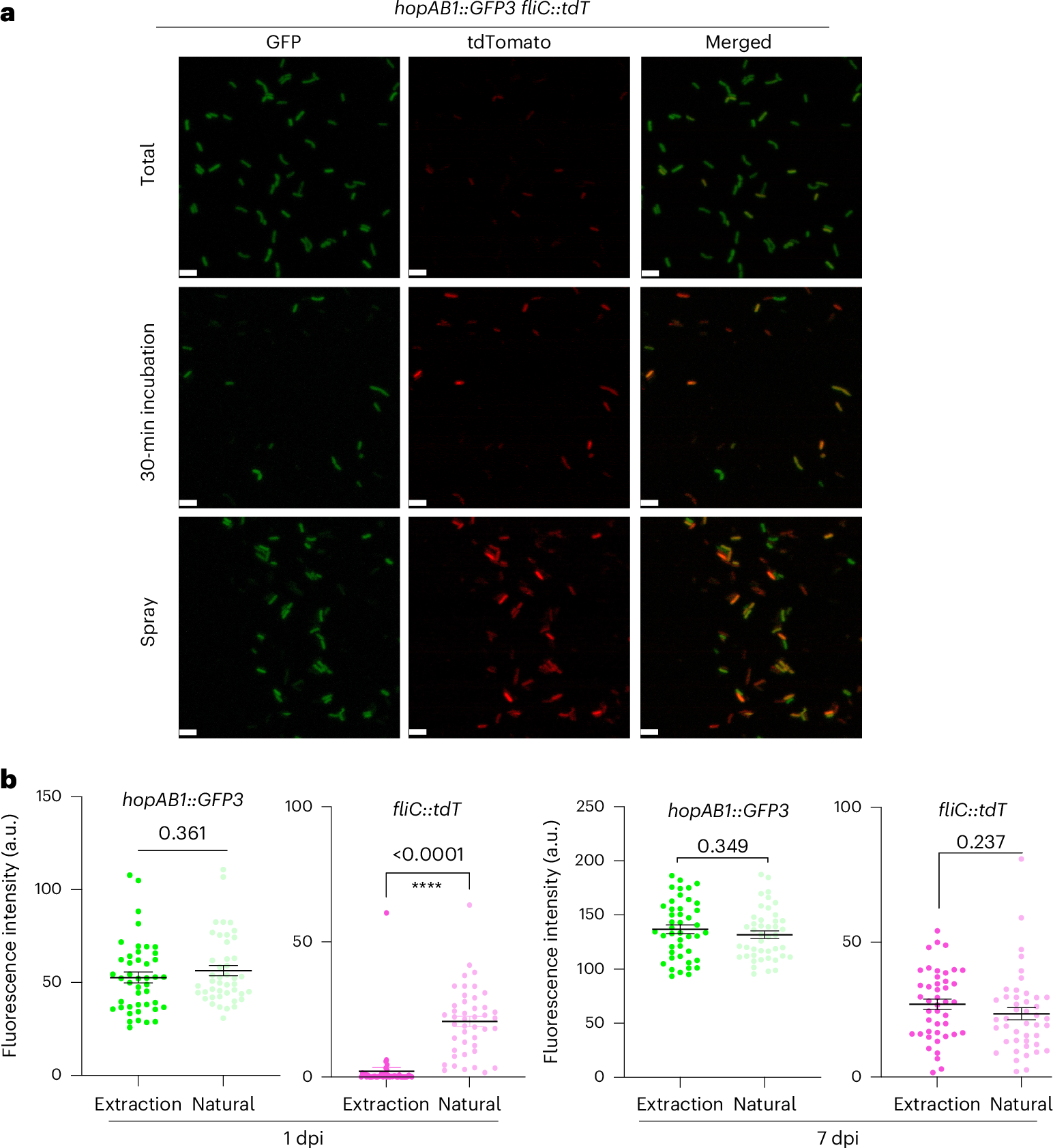 Fig. 5: Active exit from infected tissues is carried out by FlagellaON bacteria.