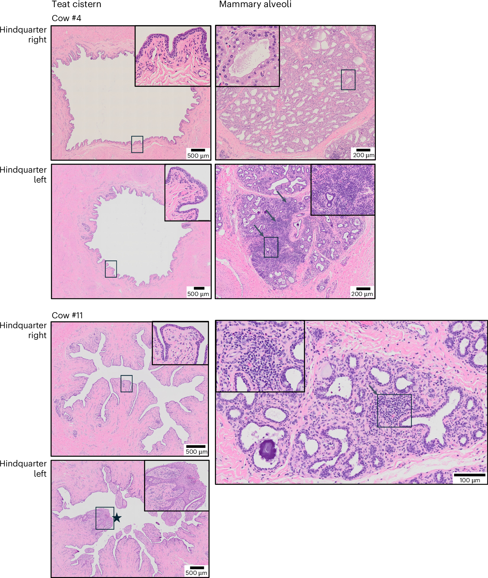 Fig. 5: Histological examination of the teat cistern and mammary gland following re-exposure.