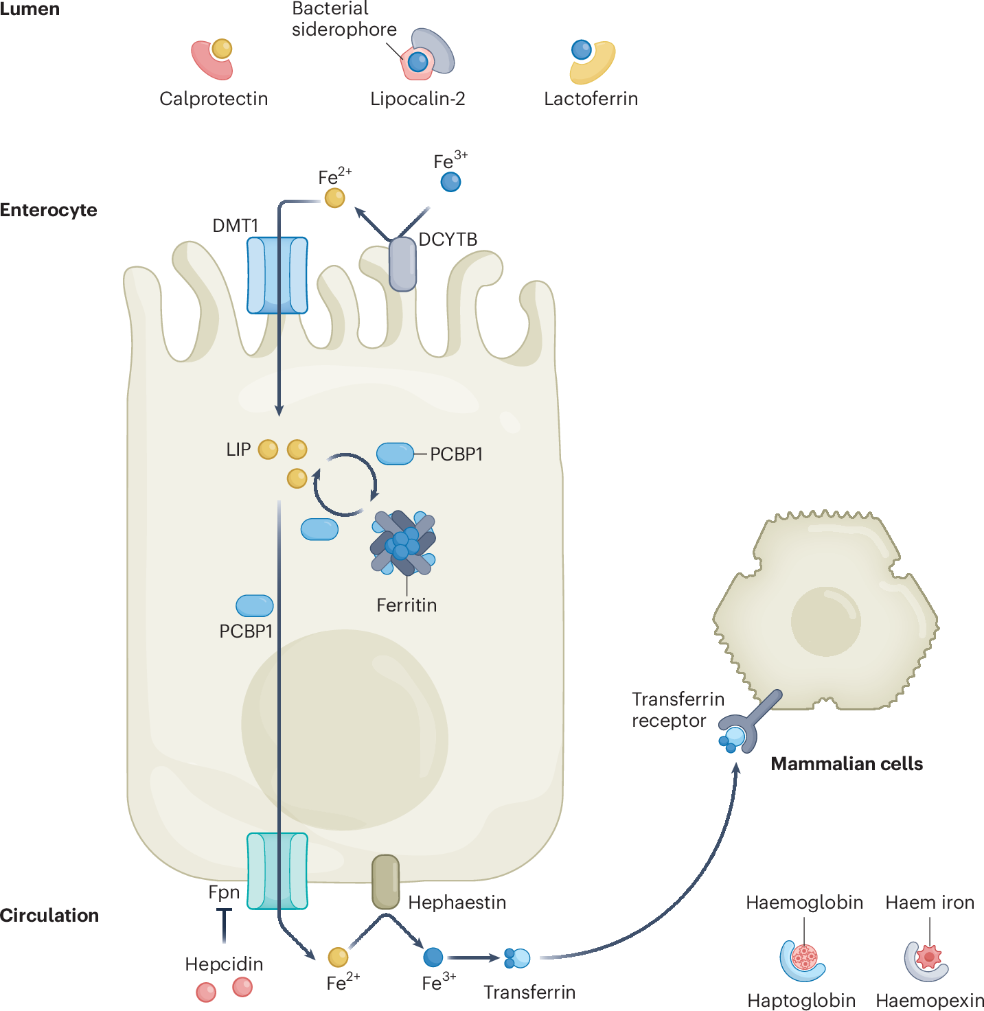zinc iron gut bacteria interaction diagram