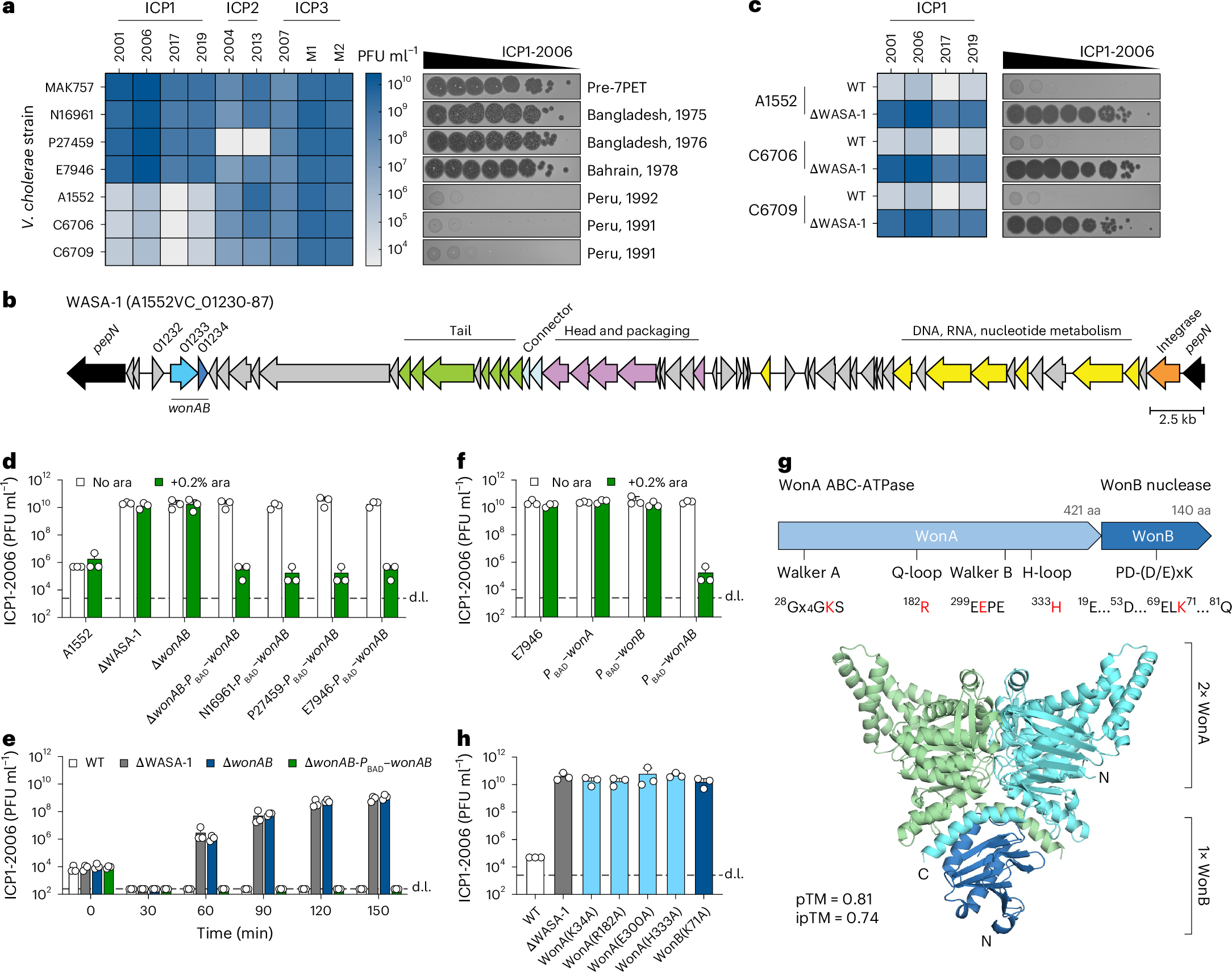 コレラ菌のウイルス防御機構を解明(How cholera bacteria outsmart viruses)