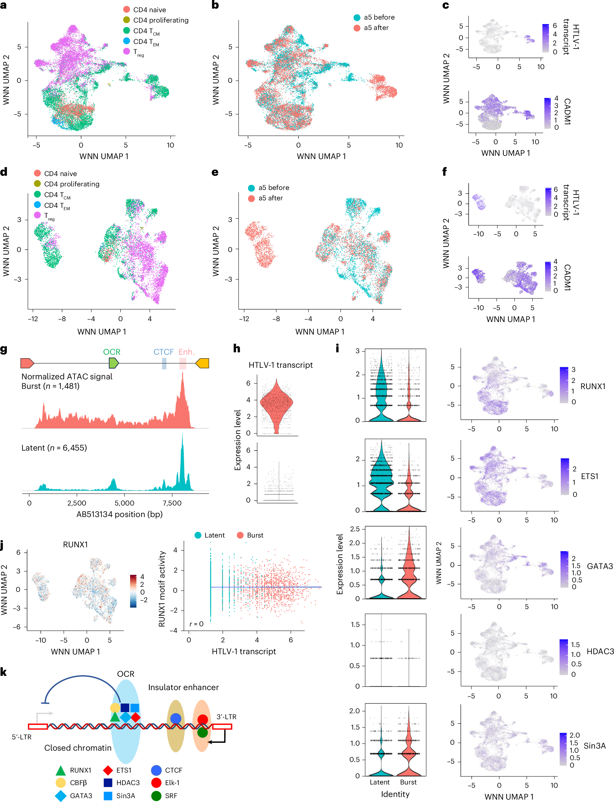 Fig. 4: Single-cell multiome analysis of CD4+ T cells from a smouldering ATL case (a5).