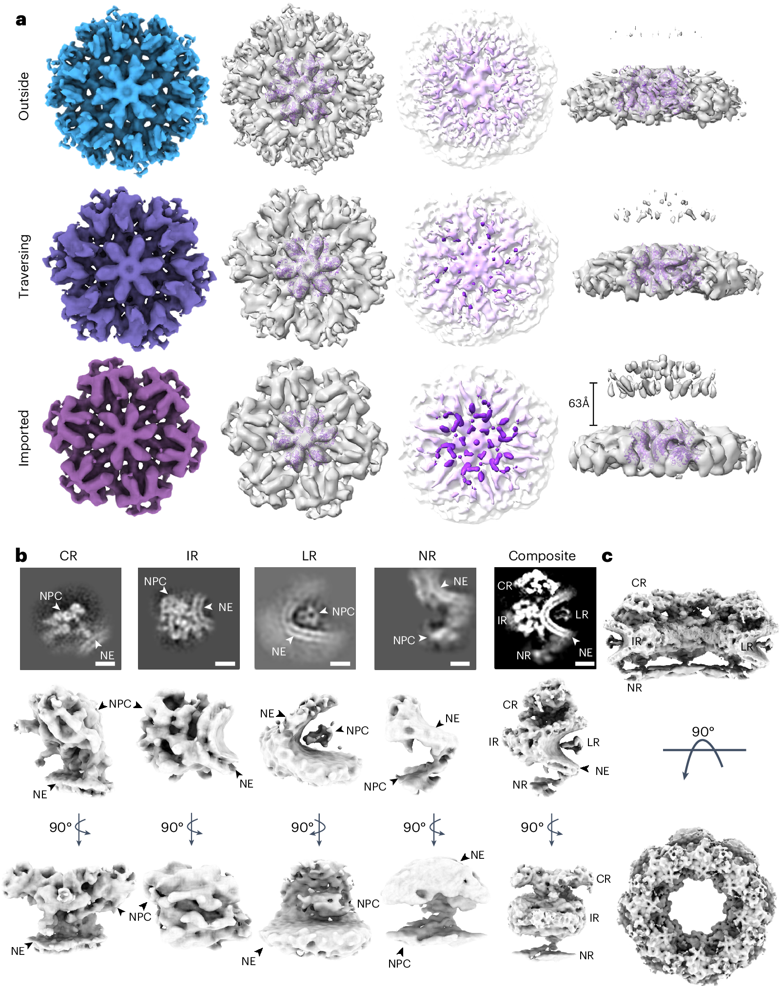 Fig. 2: STA of HIV-1 WT CA hexamers and NPCs during nuclear import.