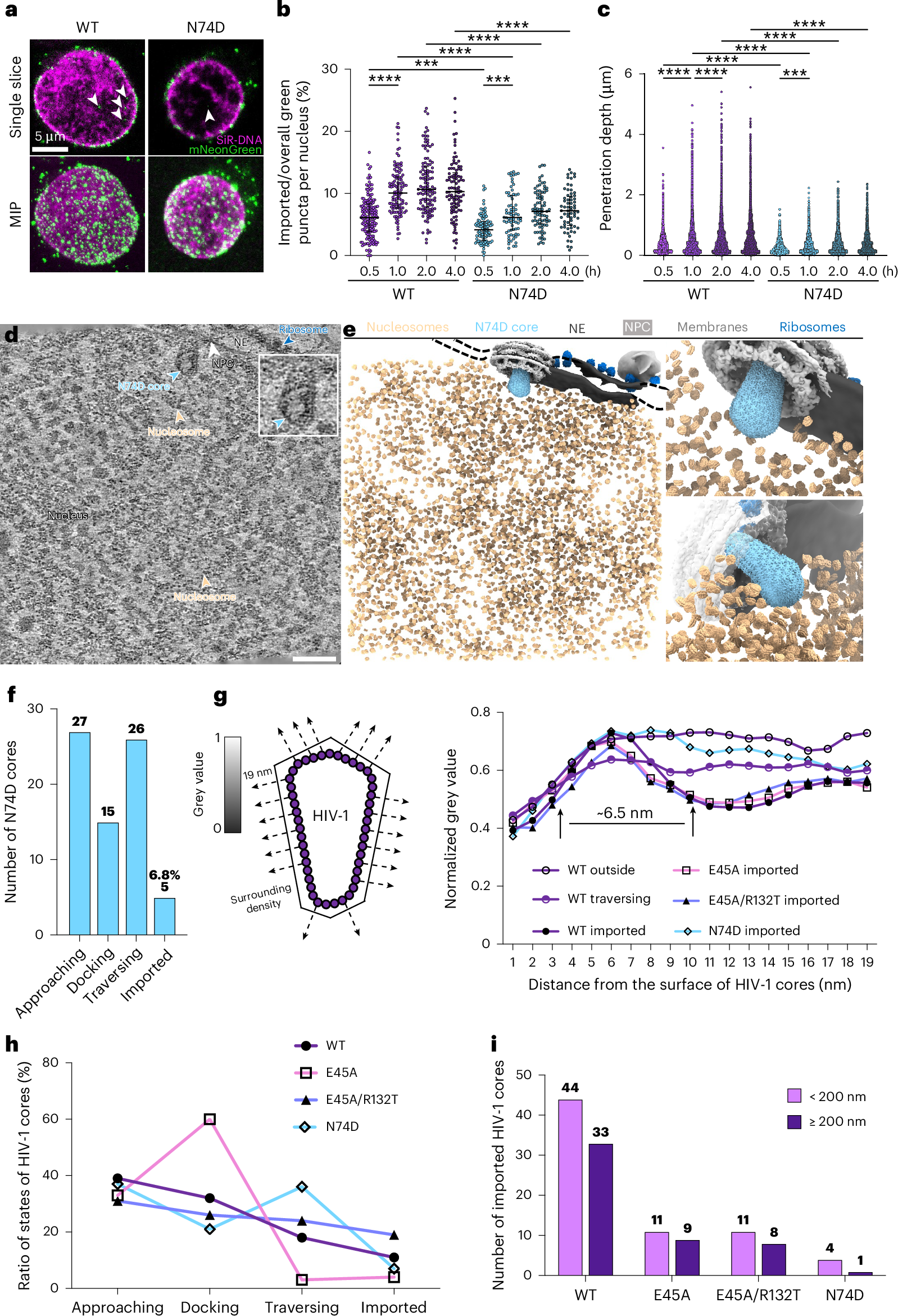 Fig. 4: Nuclear import of N74D cores.