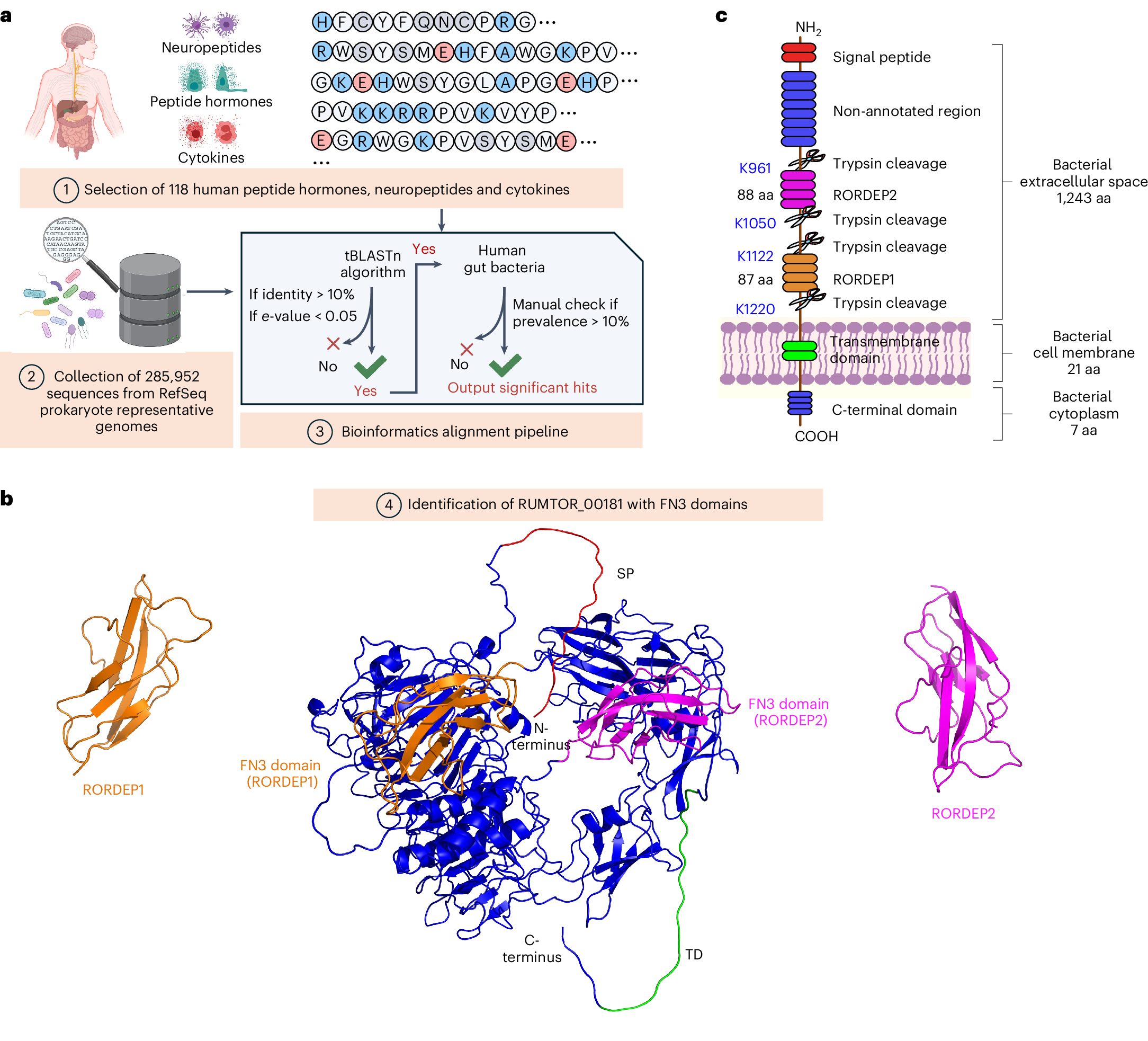 腸内細菌が慢性疾患治療の鍵を握る可能性を示唆(Microbiome Breakthrough: Gut Bacterium May Hold Key to Future Treatments for Widespread Chronic Diseases)