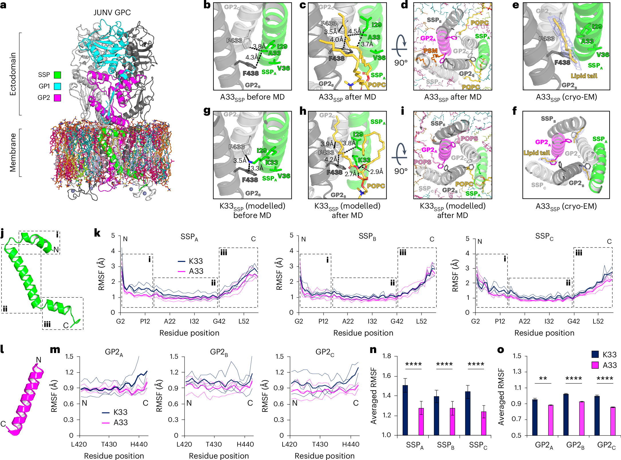 Fig. 6: Predicted lipid interactions and K33ASSP stabilization of JUNV GPC TM regions.