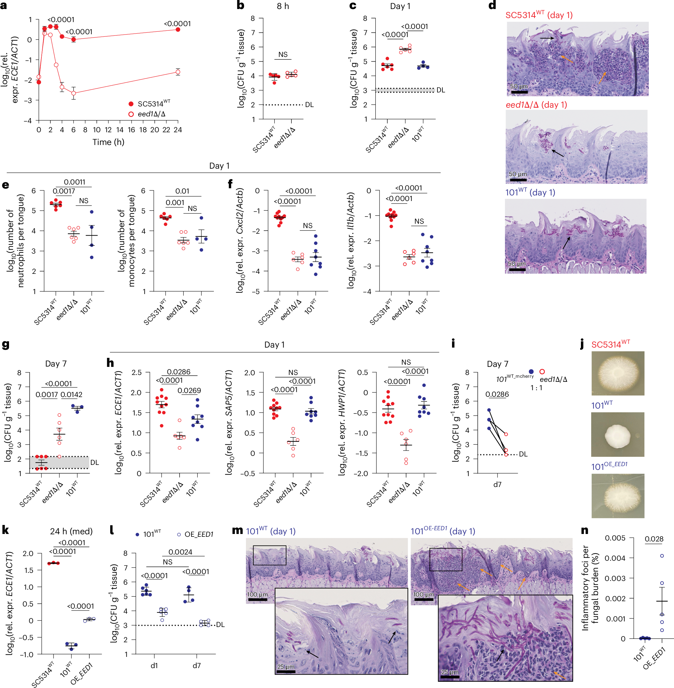 Fig. 5: Tight regulation of ECE1 expression ensures long-term colonization by evading the inflammatory immune response.
