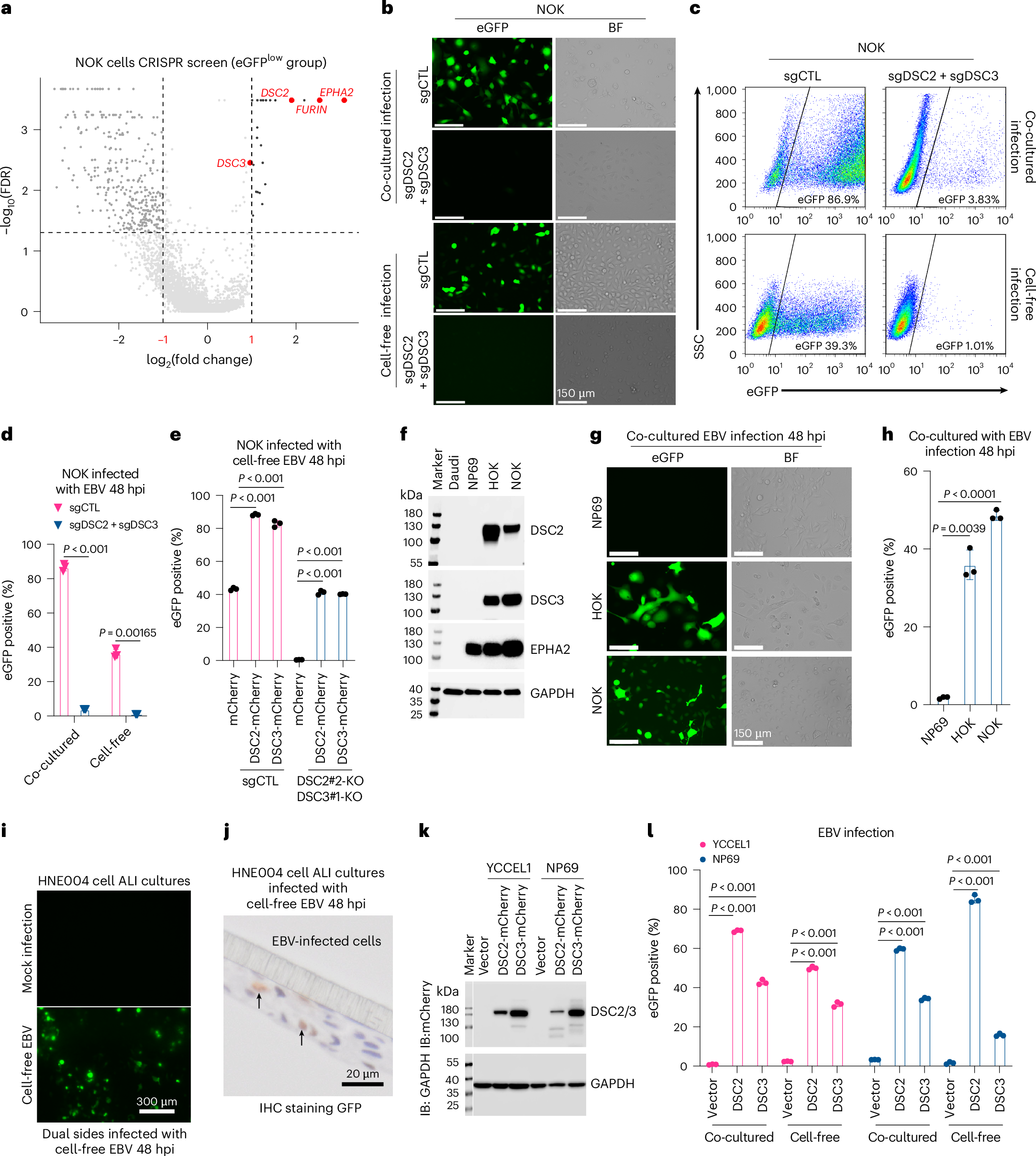 Epstein–Barr virus exploits desmocollin 2 as the principal epithelial cell  entry receptor | Nature Microbiology, image size:2165x2417